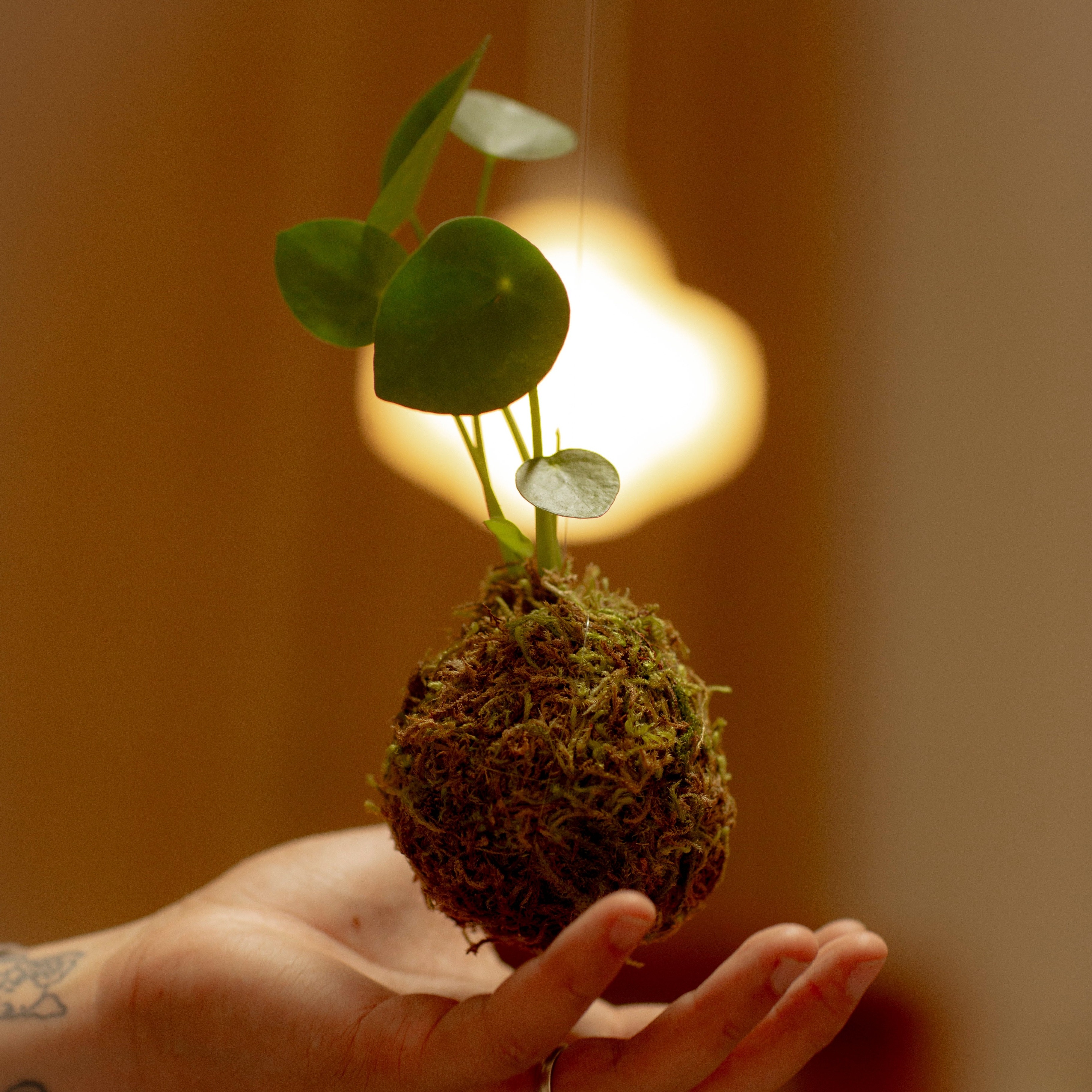 A decorative image from Usal Project