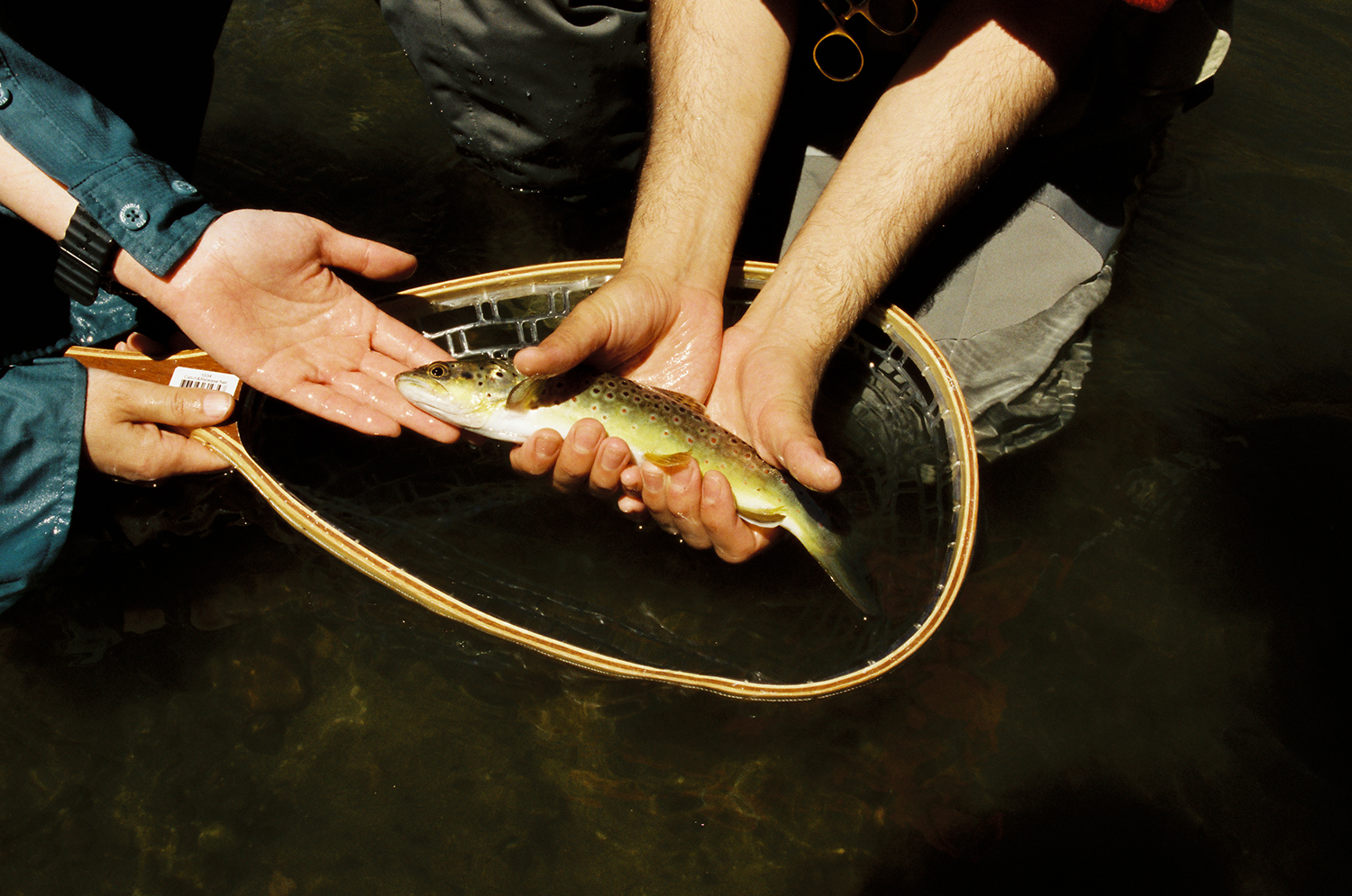 A decorative image from Usal Project