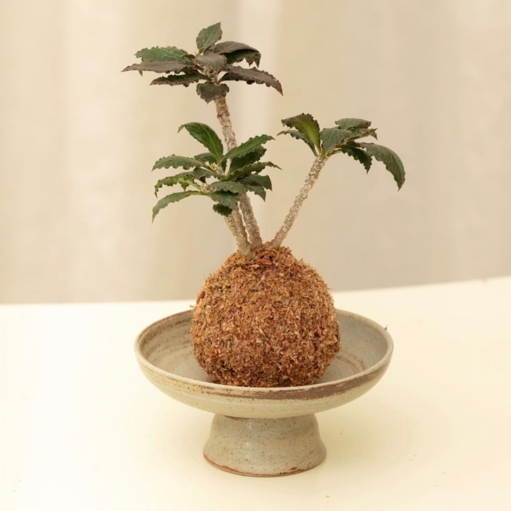 A decorative image from Usal Project