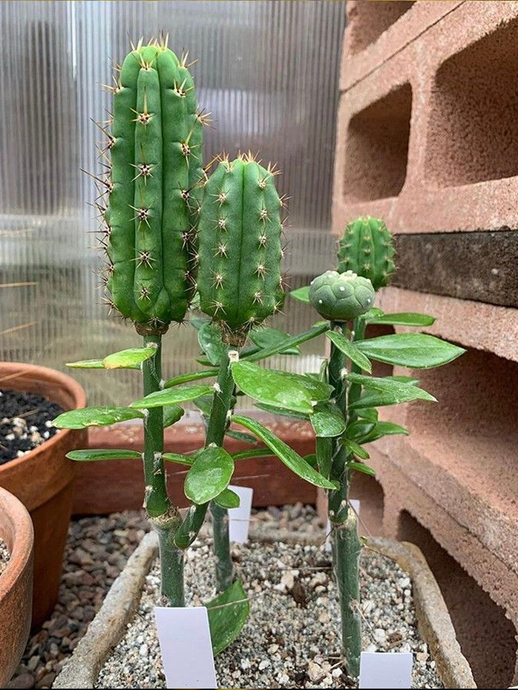 A decorative image from Usal Project