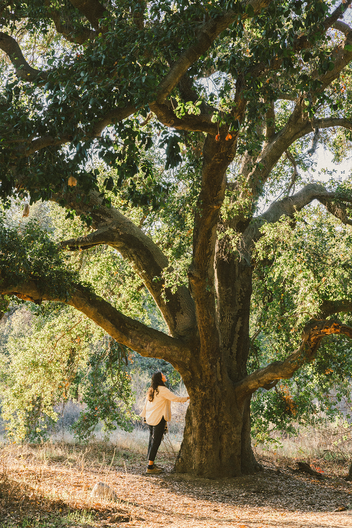 A decorative image from Usal Project