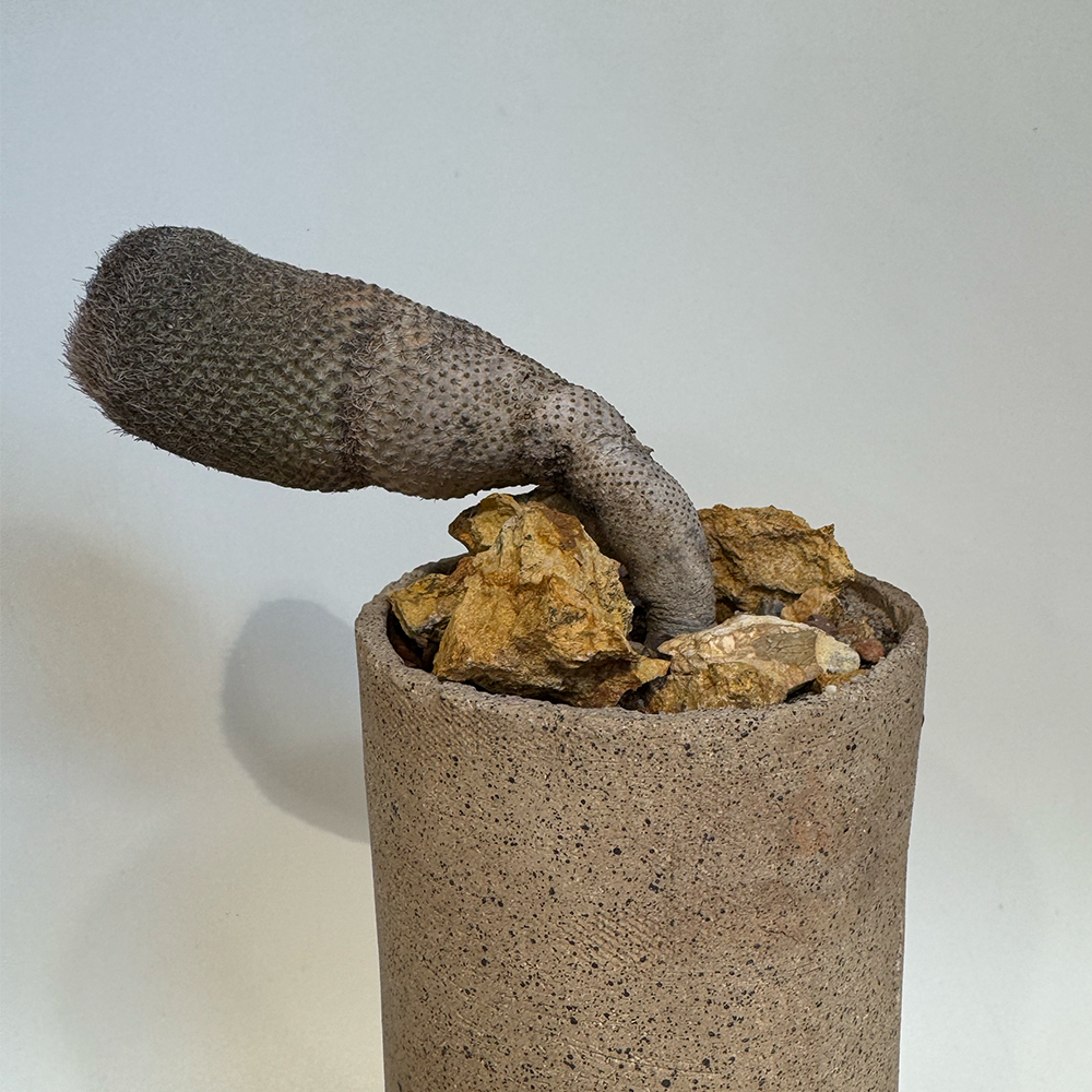 A decorative image from Usal Project