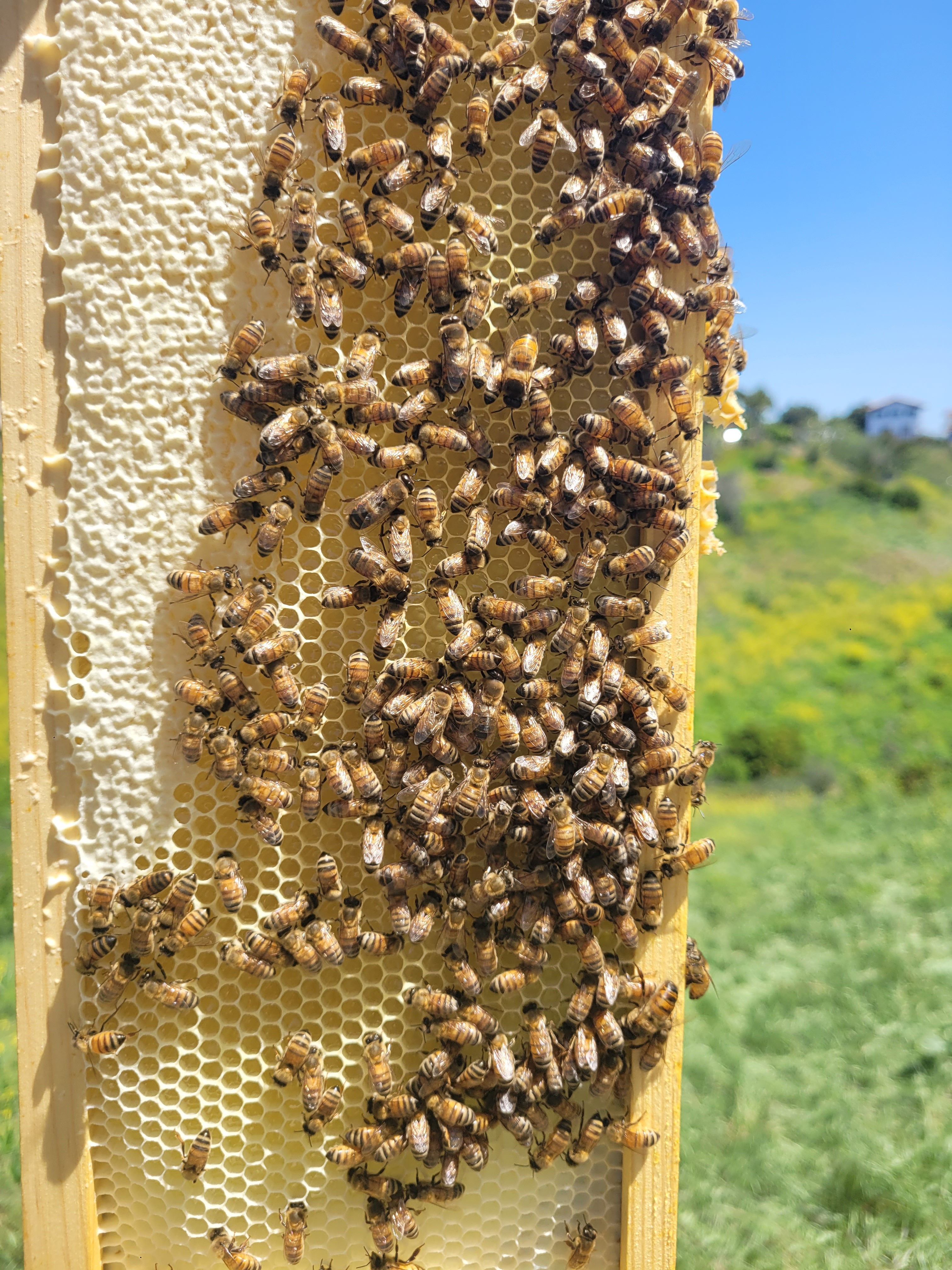 A decorative image from Usal Project