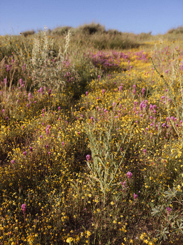 A decorative image from Usal Project