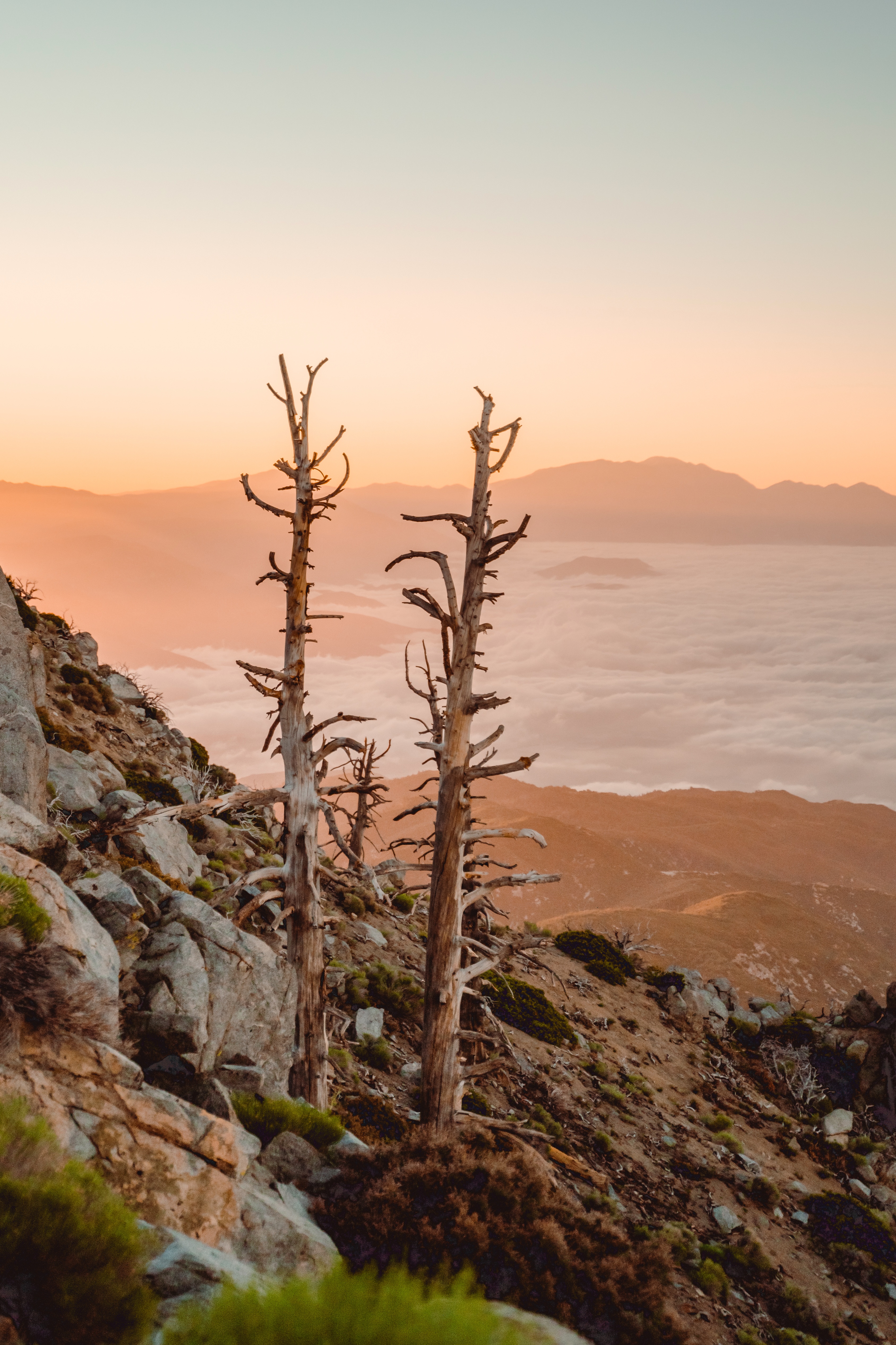 A decorative image from Usal Project