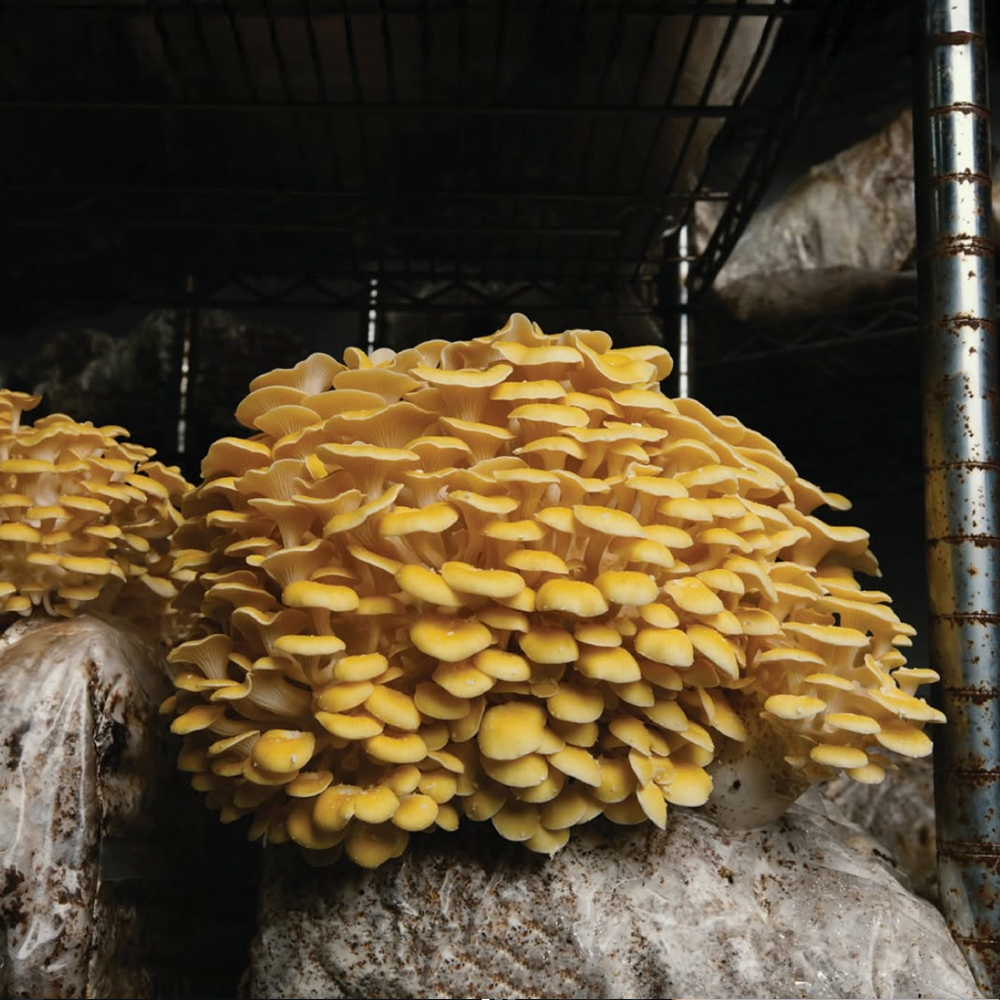A decorative image from Usal Project