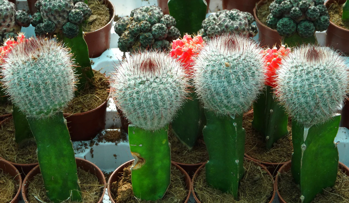 A decorative image from Usal Project