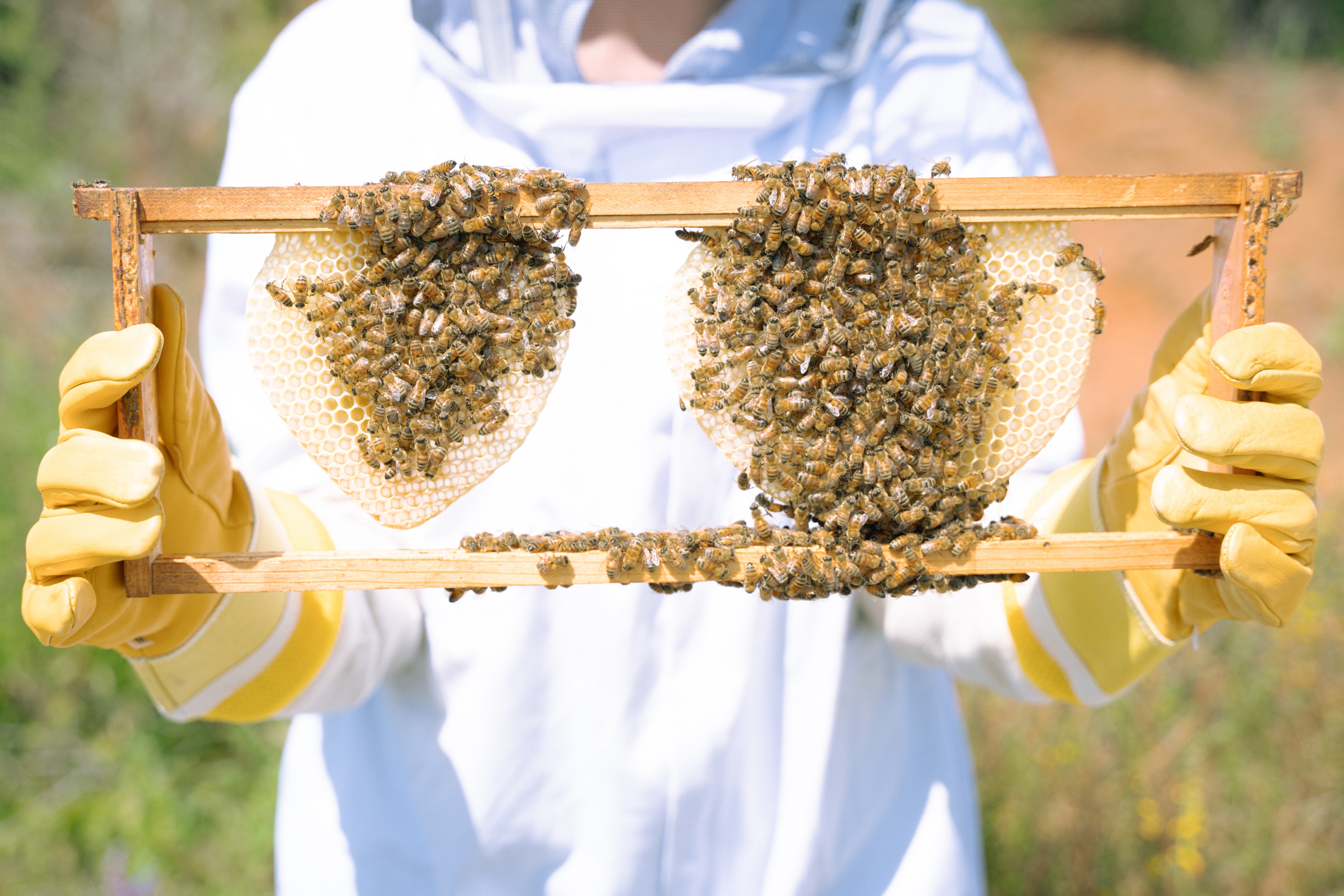 A decorative image from Usal Project