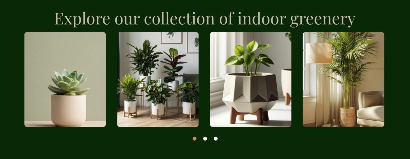 Explore our collection of indoor greenery section with four plant photographs on dark green and carousel dots.