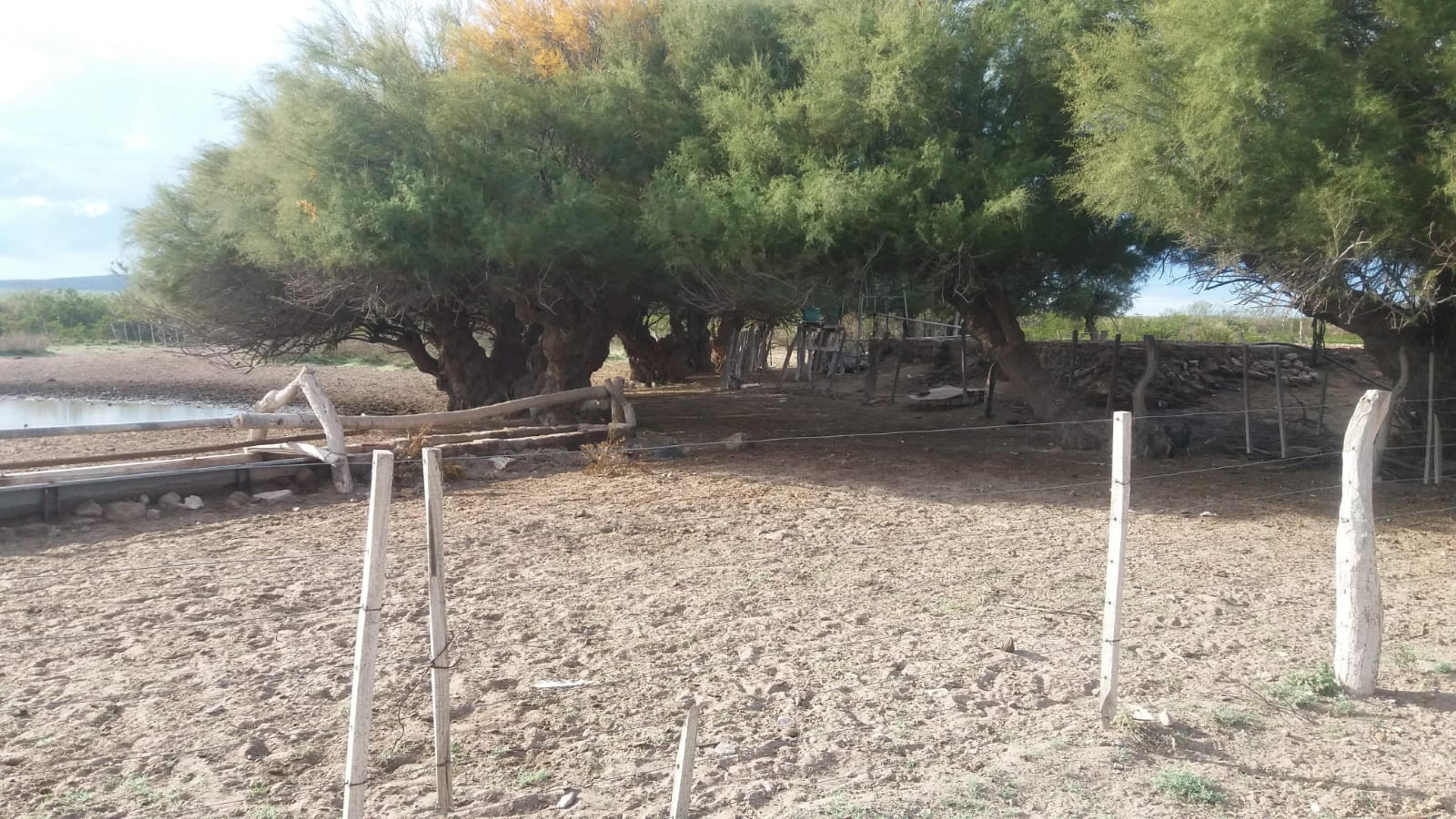Campo a 52 km al sur de Puelches (sobre RN 152, La Pampa) — imagen 2