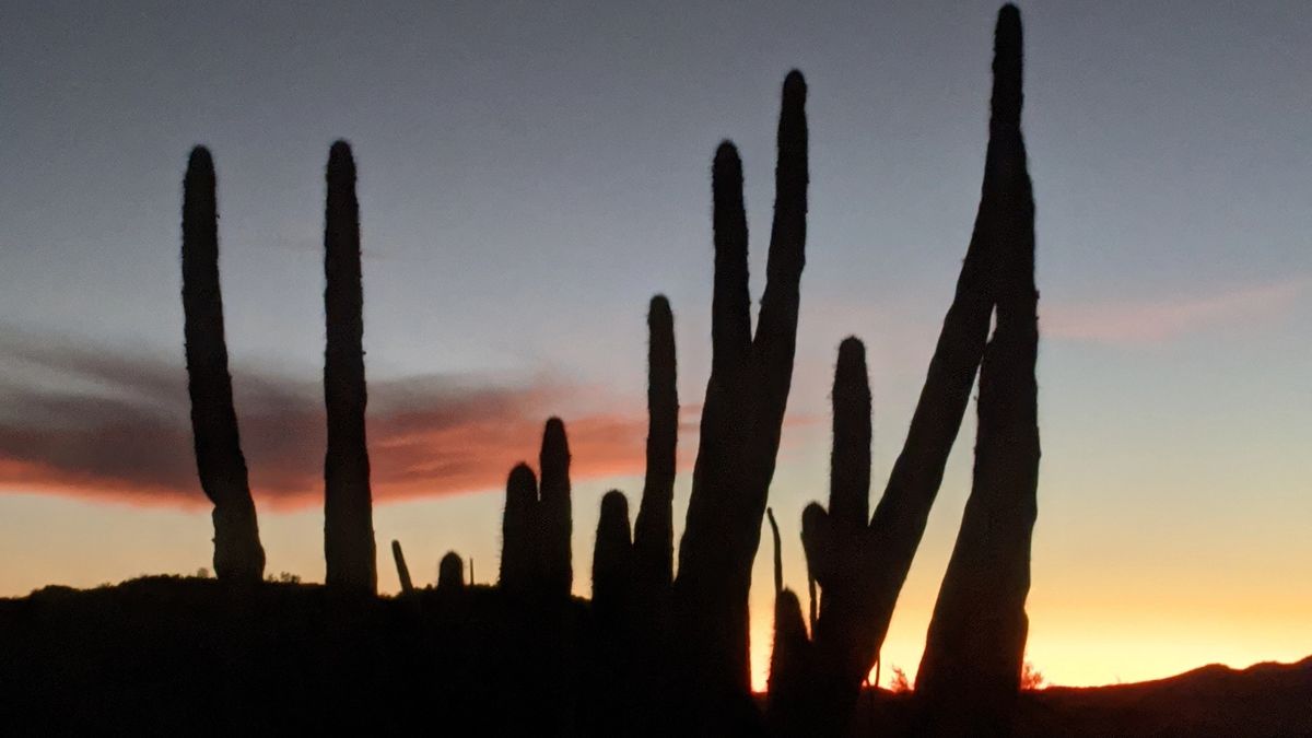 Organ Pipe National Park