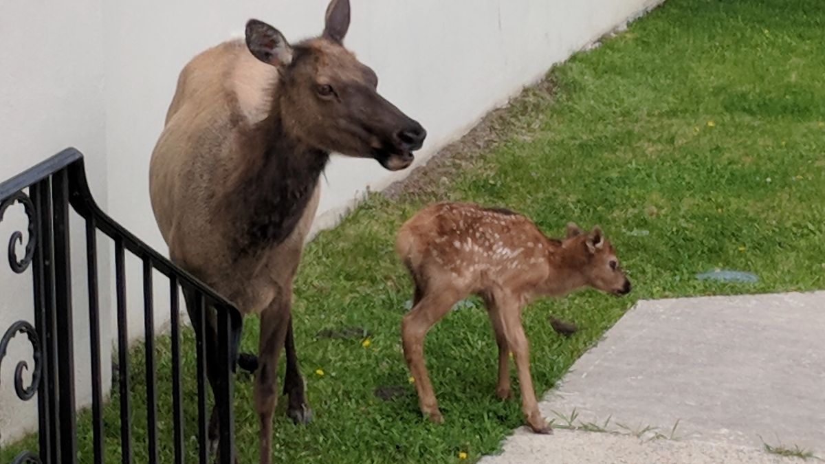 North West Yellowstone