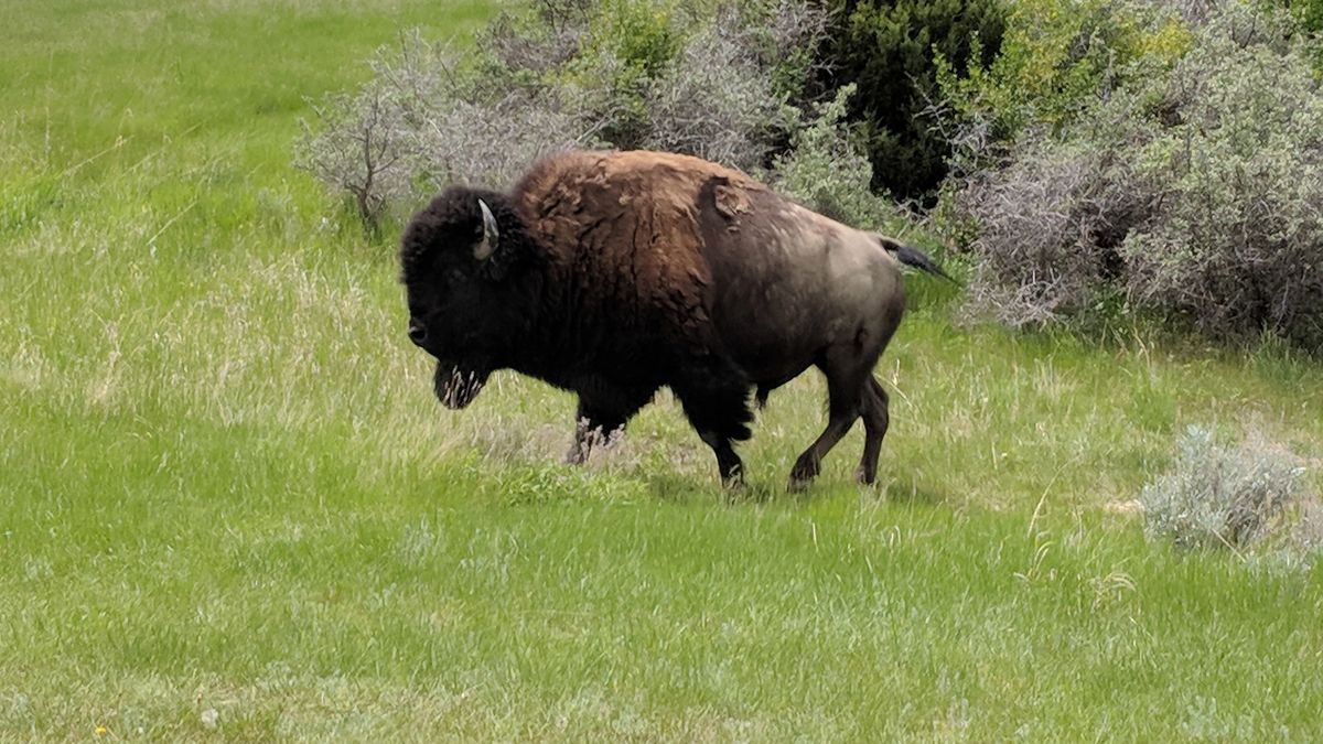 Bison