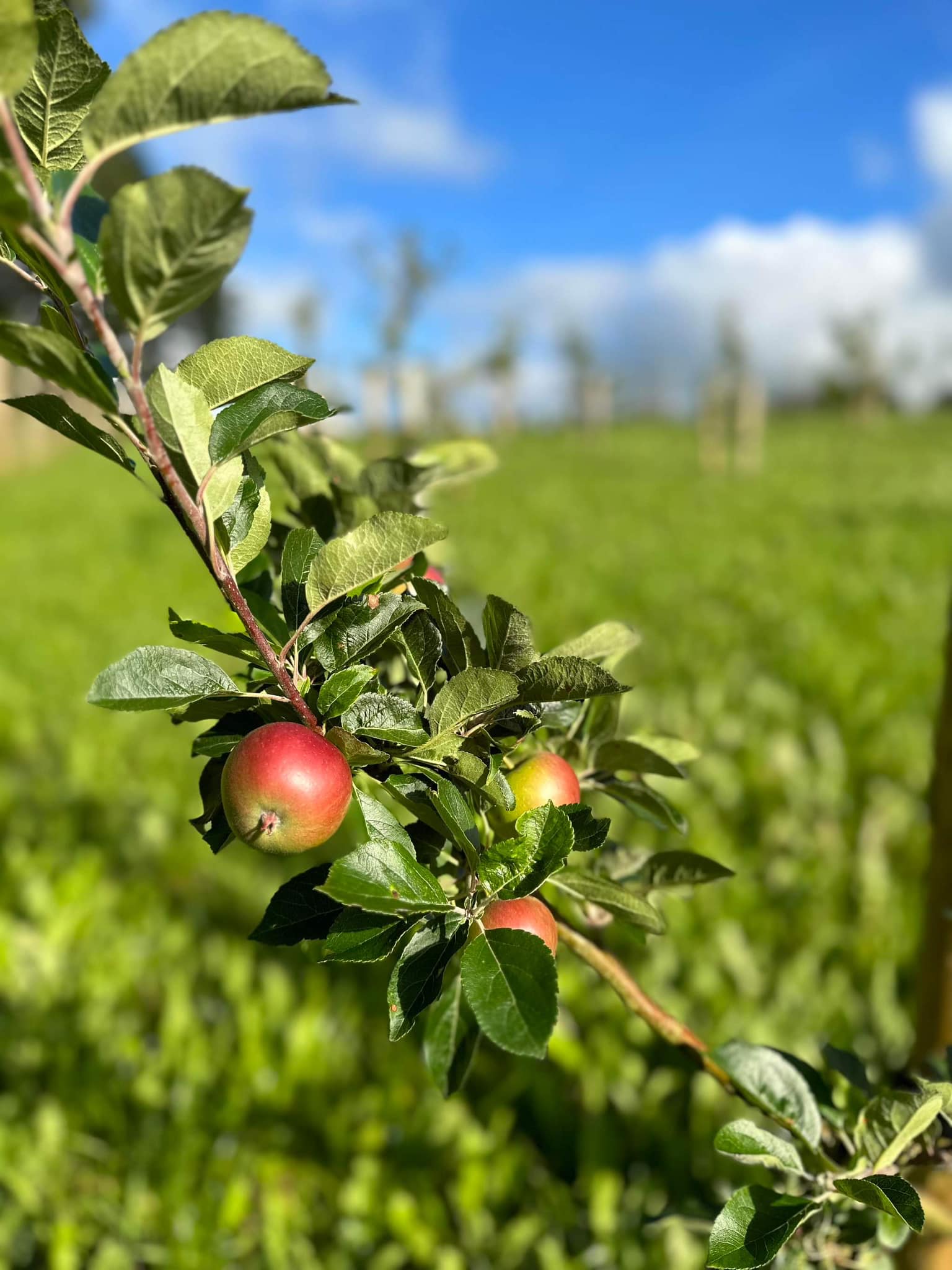 Frukthagen er omtrent 150 meter lang og 150 meter bred, og ligger ikke langt fra hundeparken i Vardheia. Frukthagen ble etablert med de første trærne høsten 2021, og i dag finnes det totalt 130 ulike frukttrær i hagen. Her vil du finne epler, plommer, minikiwi, aprikos og ulike bærsorter.