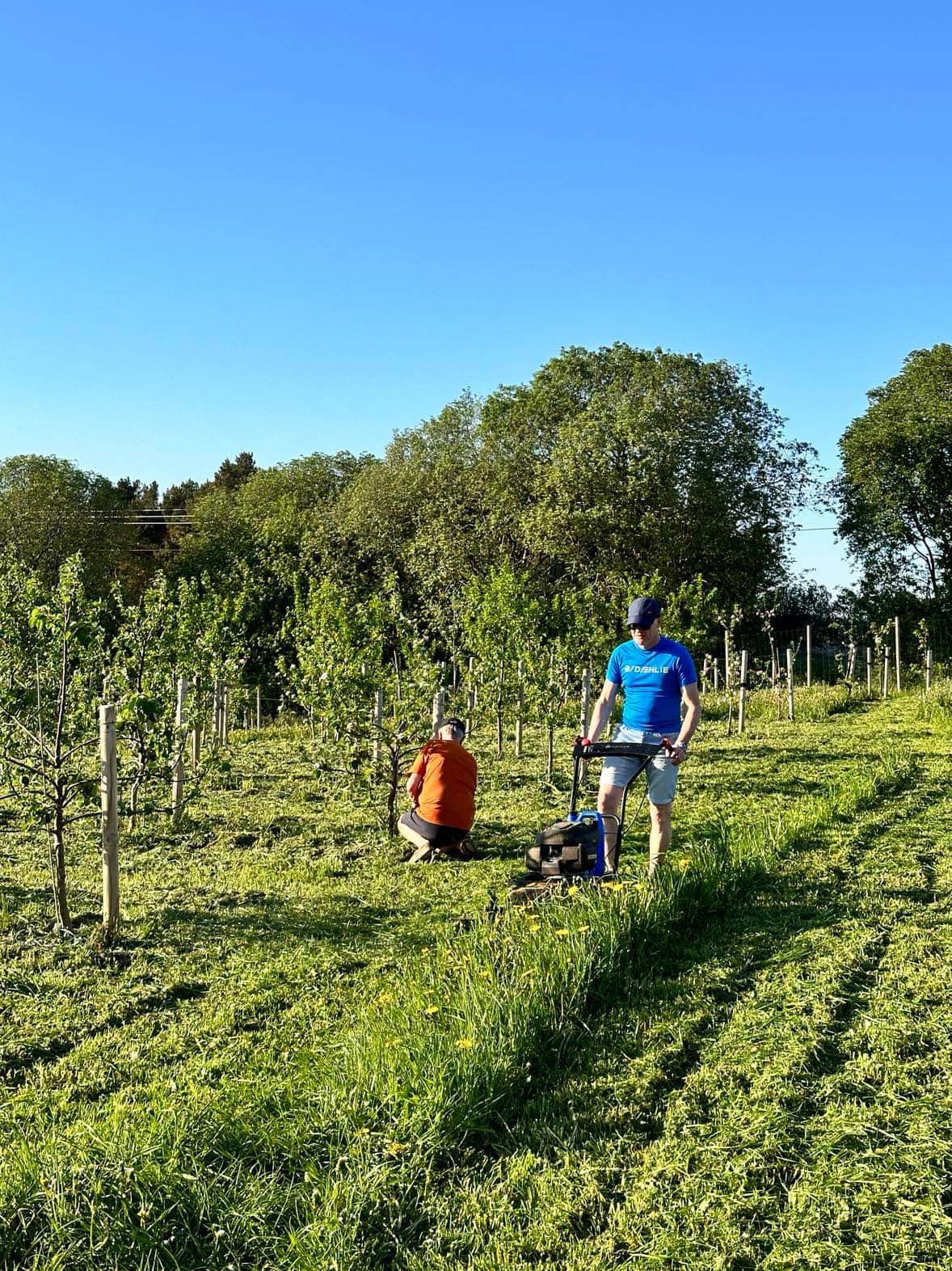 Sommerklargjøring i frukthagen. 