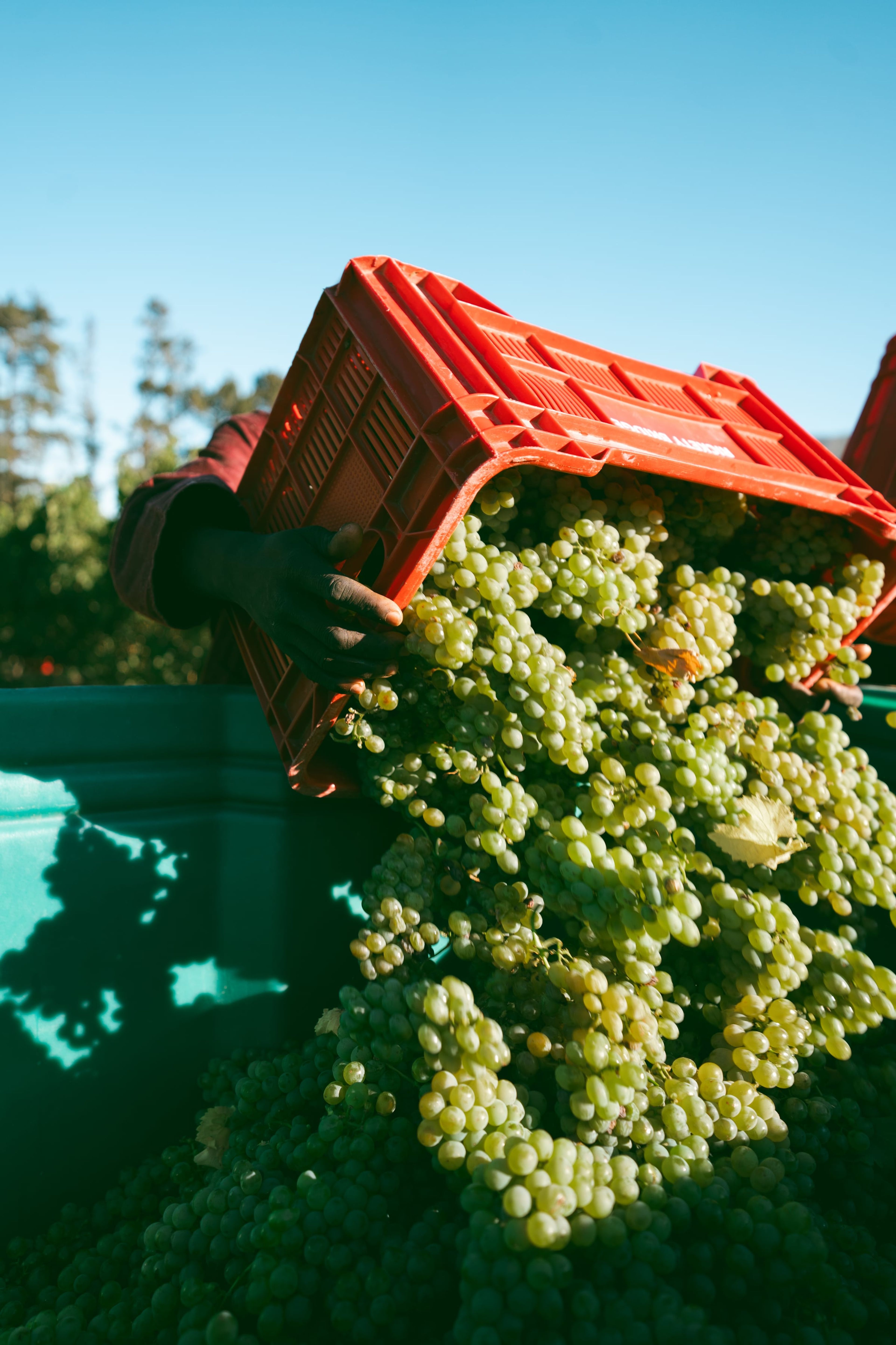Sauvignon Blanc grapes being harvested at Rickety Bridge