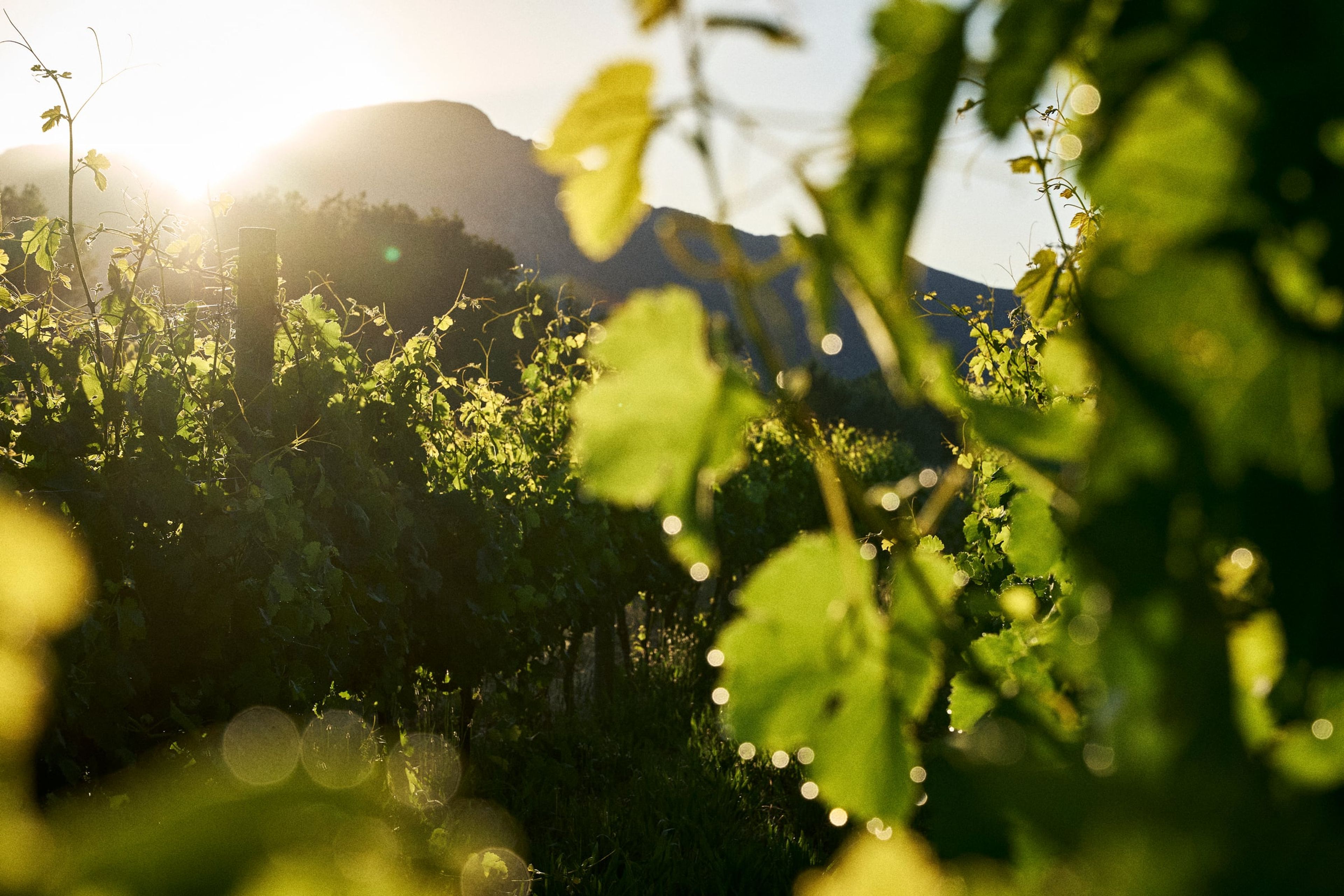Sunlight through the vine leaves at Rickety Bridge
