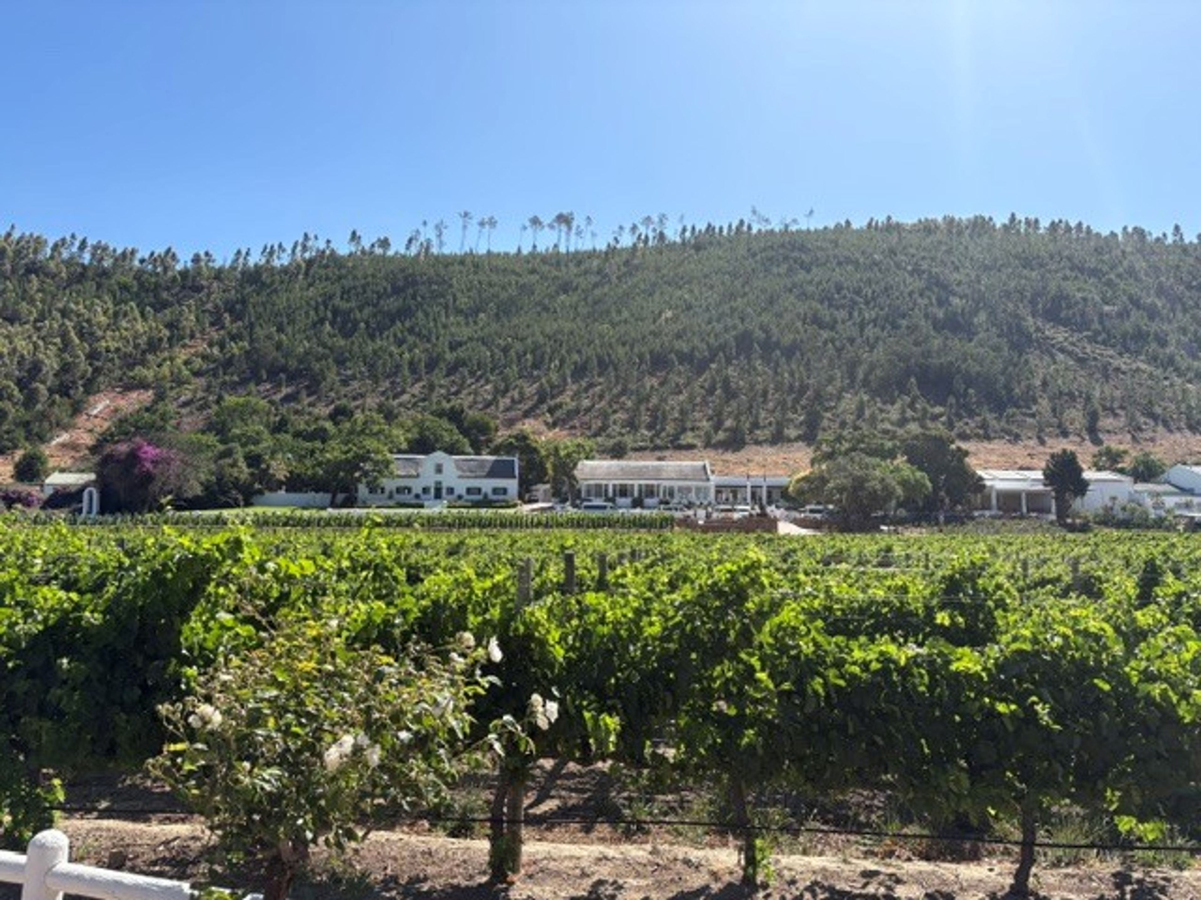 Rickety Bridge estate and restaurant across the vines
