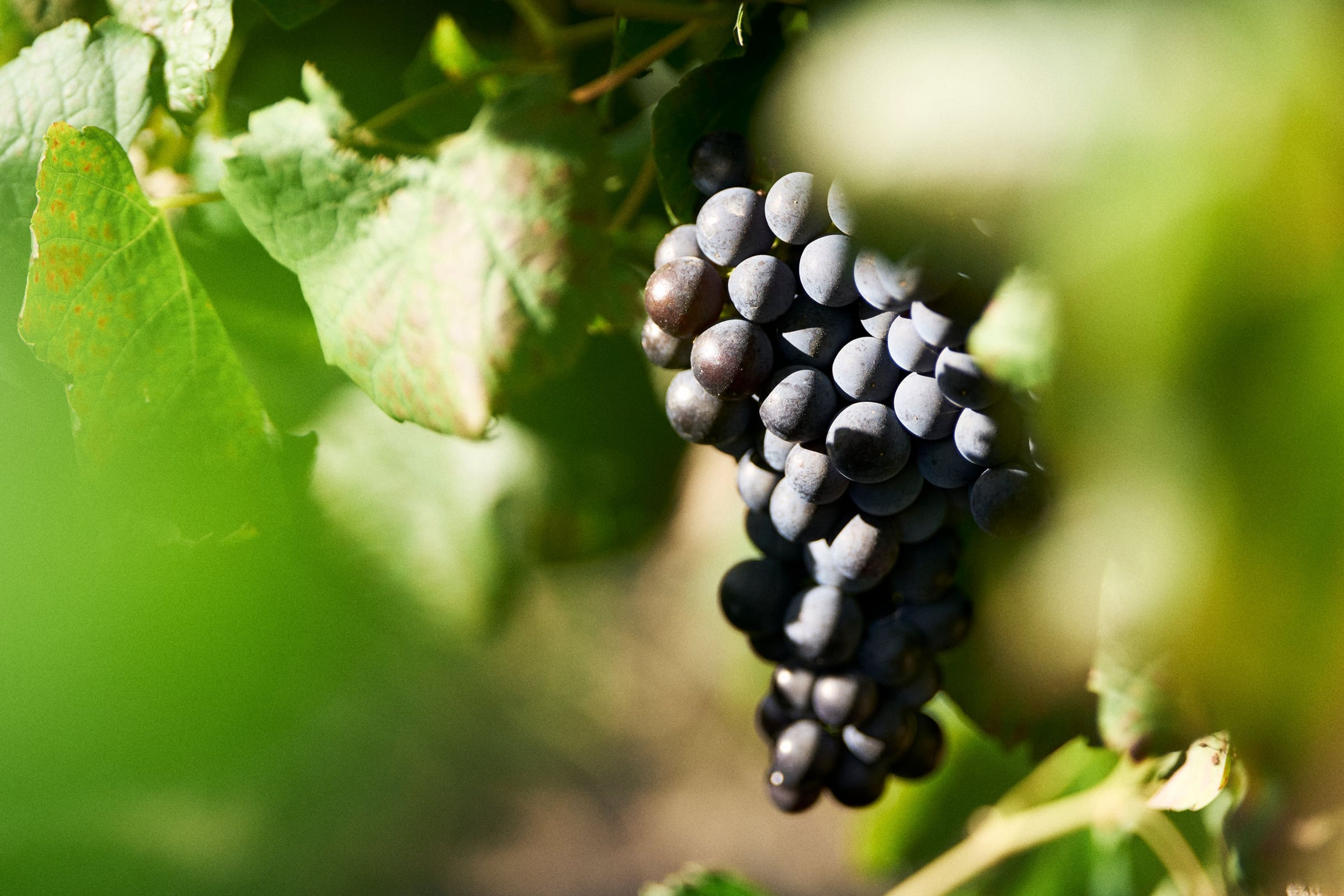 Red grapes on the vine at Rickety Bridge