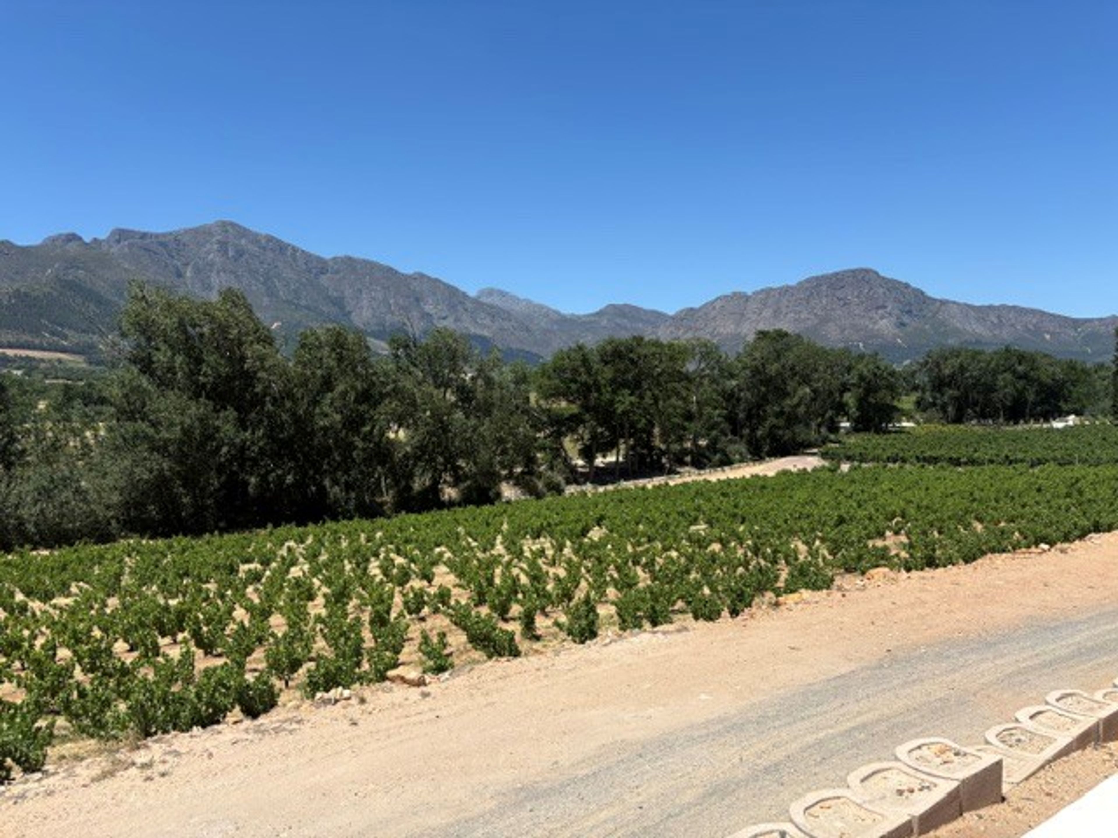 Vineyards and mountains at Rickety Bridge, Franschhoek