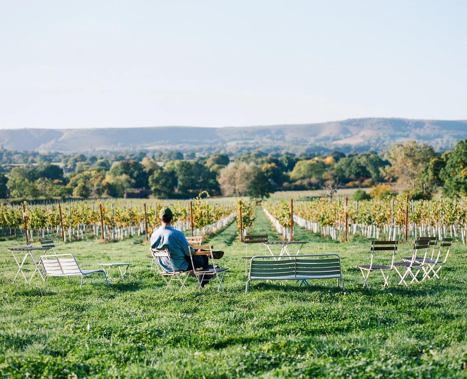 Vines at Artelium with the South Downs behind