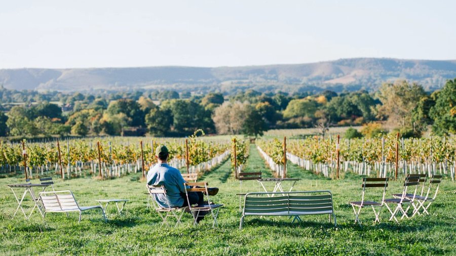 Vines at Artelium with the South Downs behind