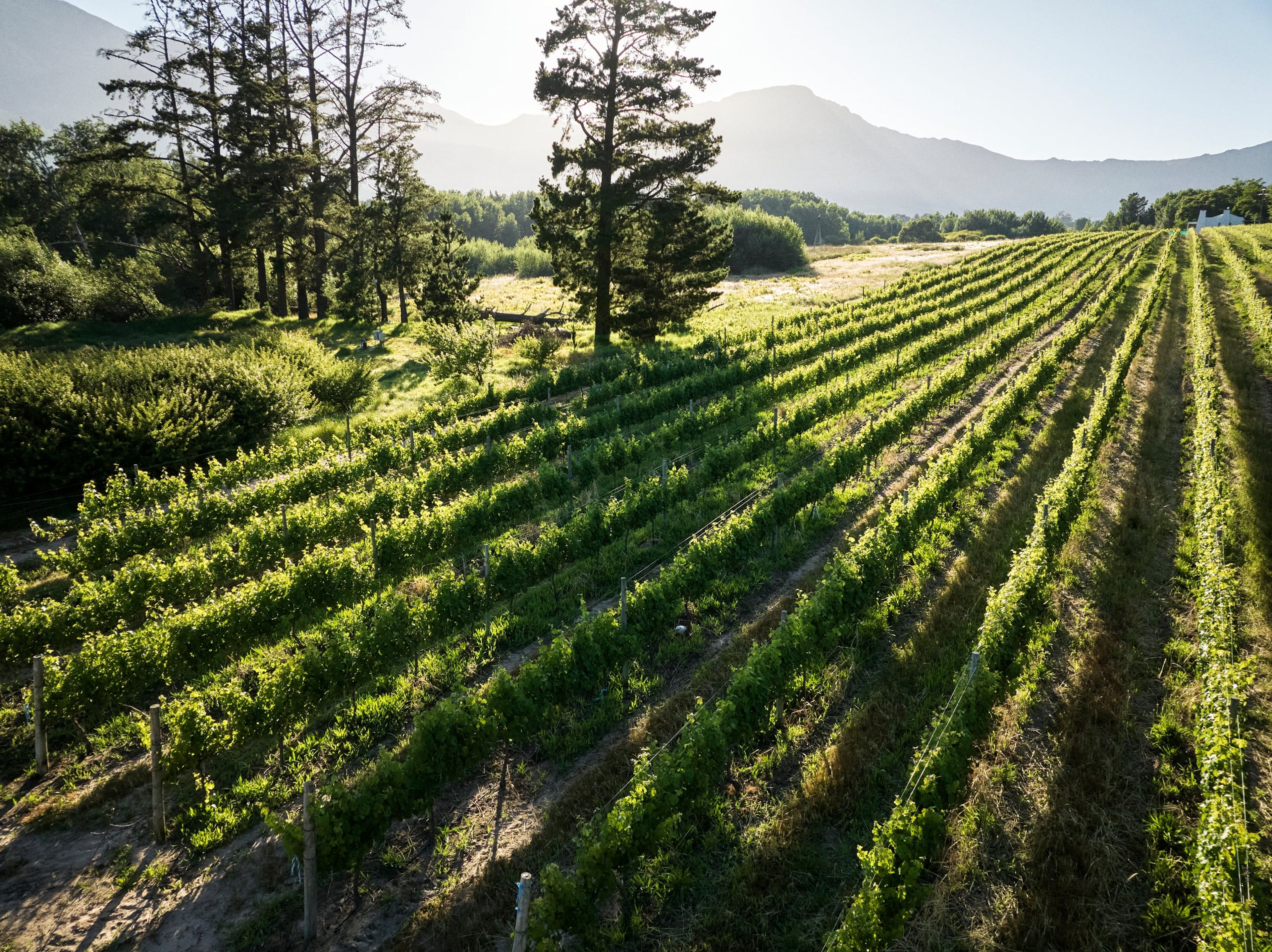 Rows of vines in the Franschhoek valley at Rickety Bridge