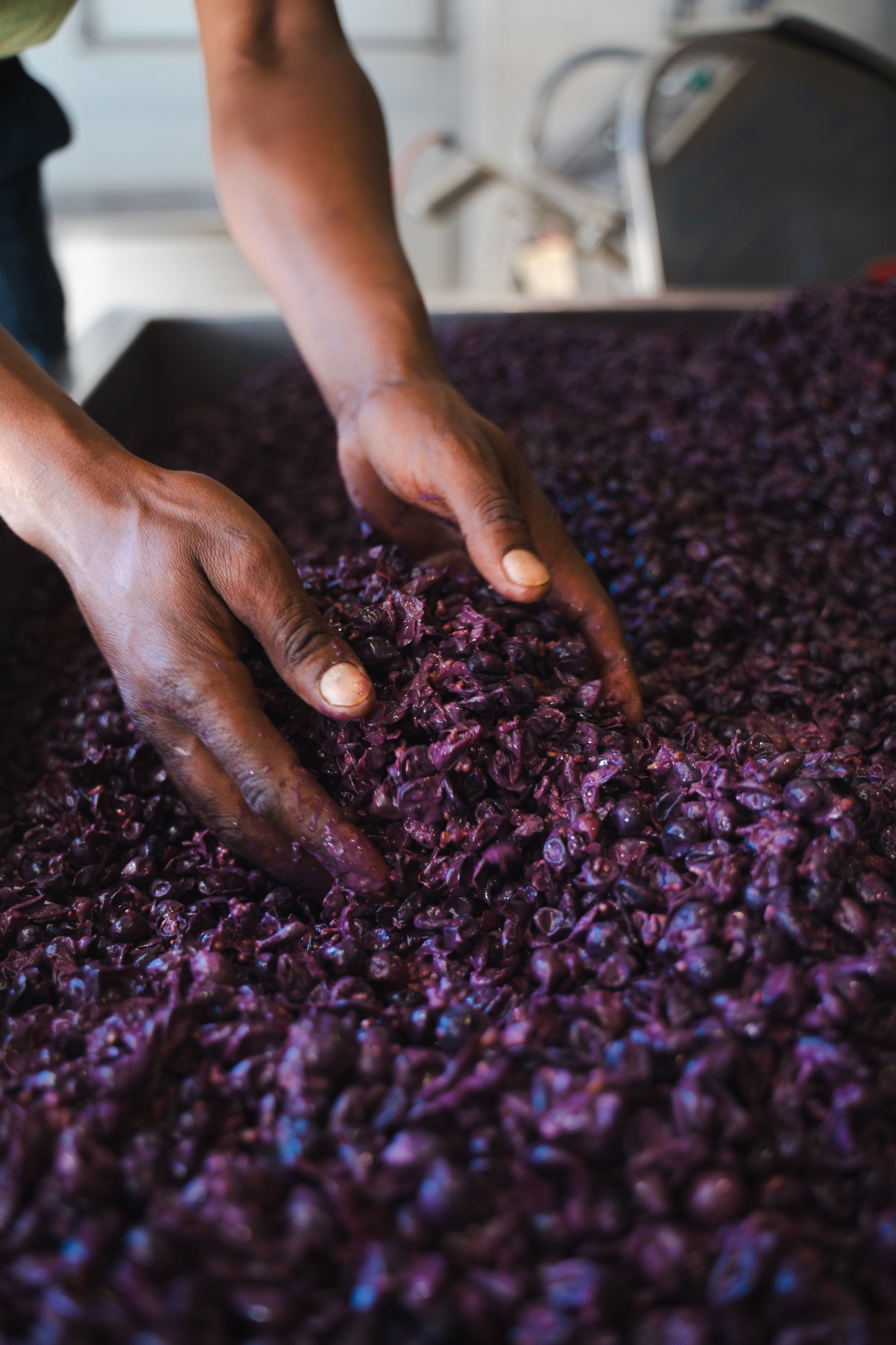 Hands in freshly picked red grapes at Rickety Bridge