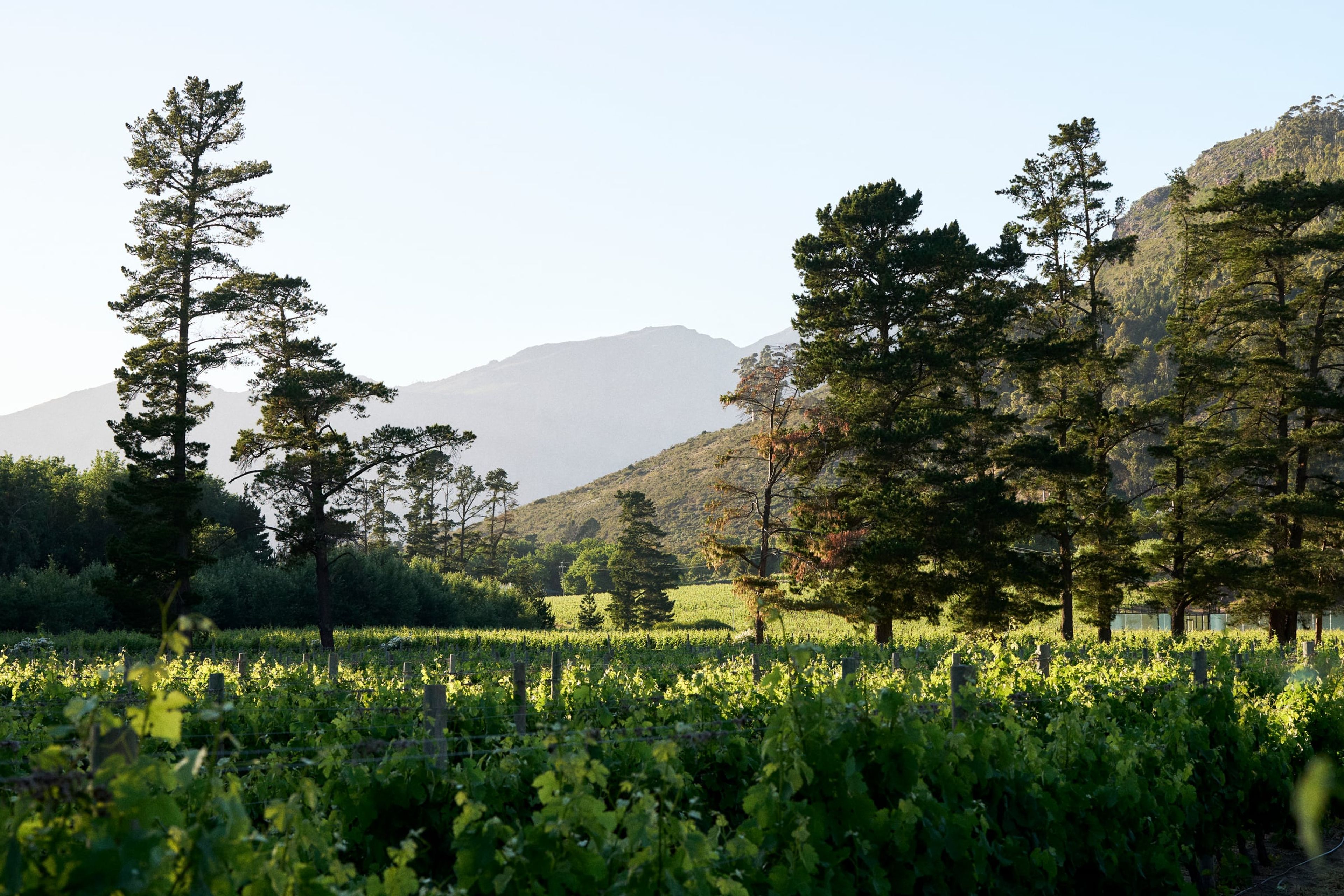 Vines and pine trees at Rickety Bridge, Franschhoek