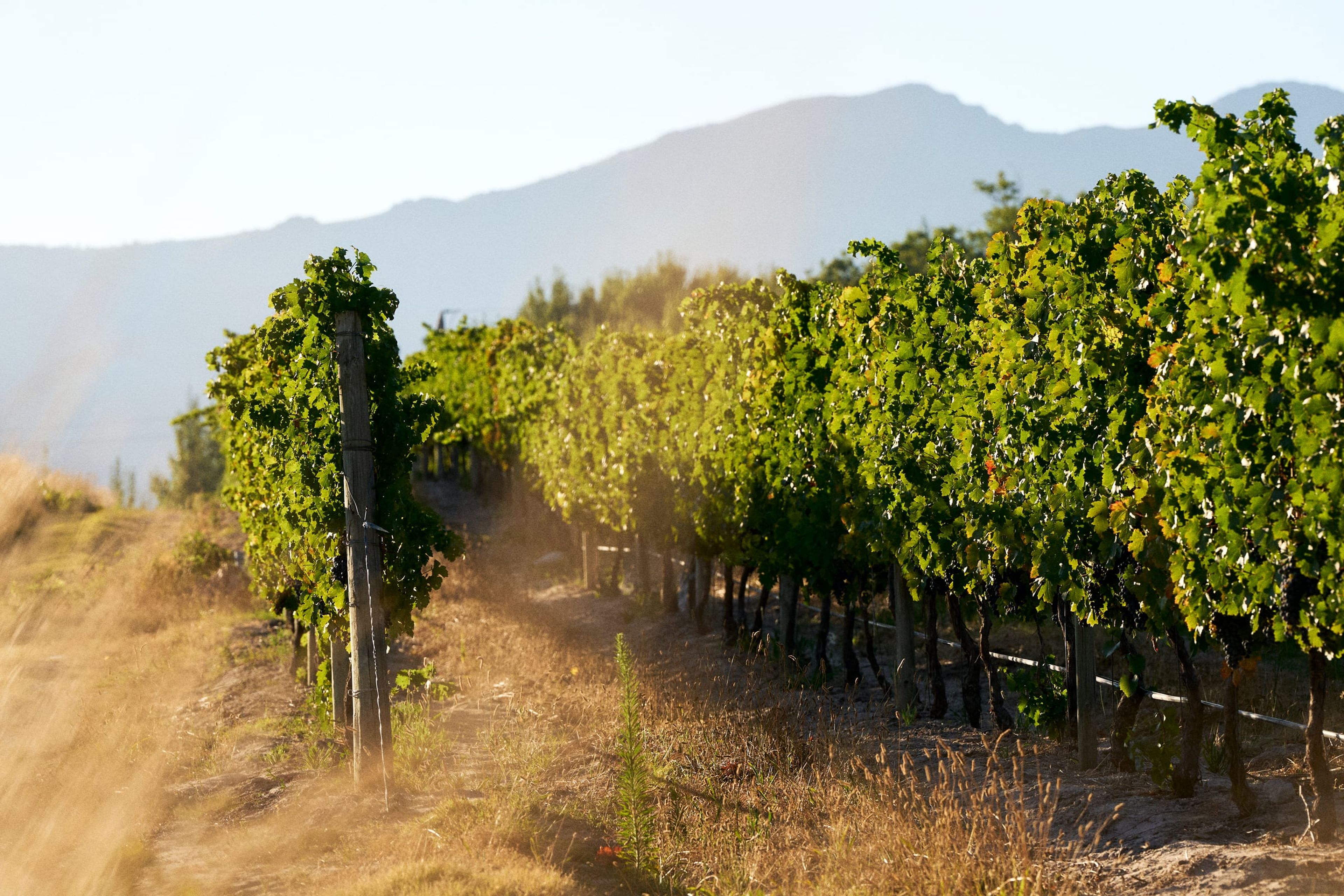 Vines with the mountains behind at Rickety Bridge
