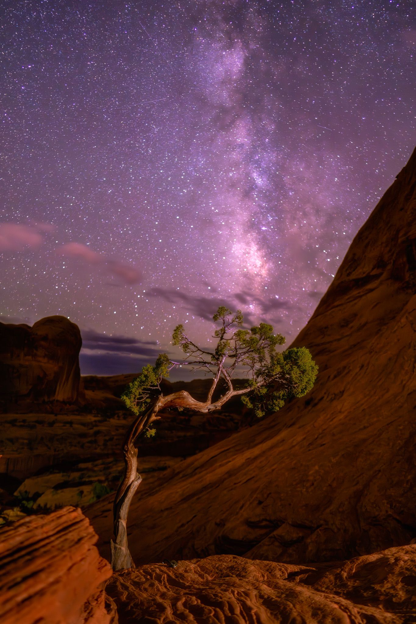 Juniper at Corona Arch Trail