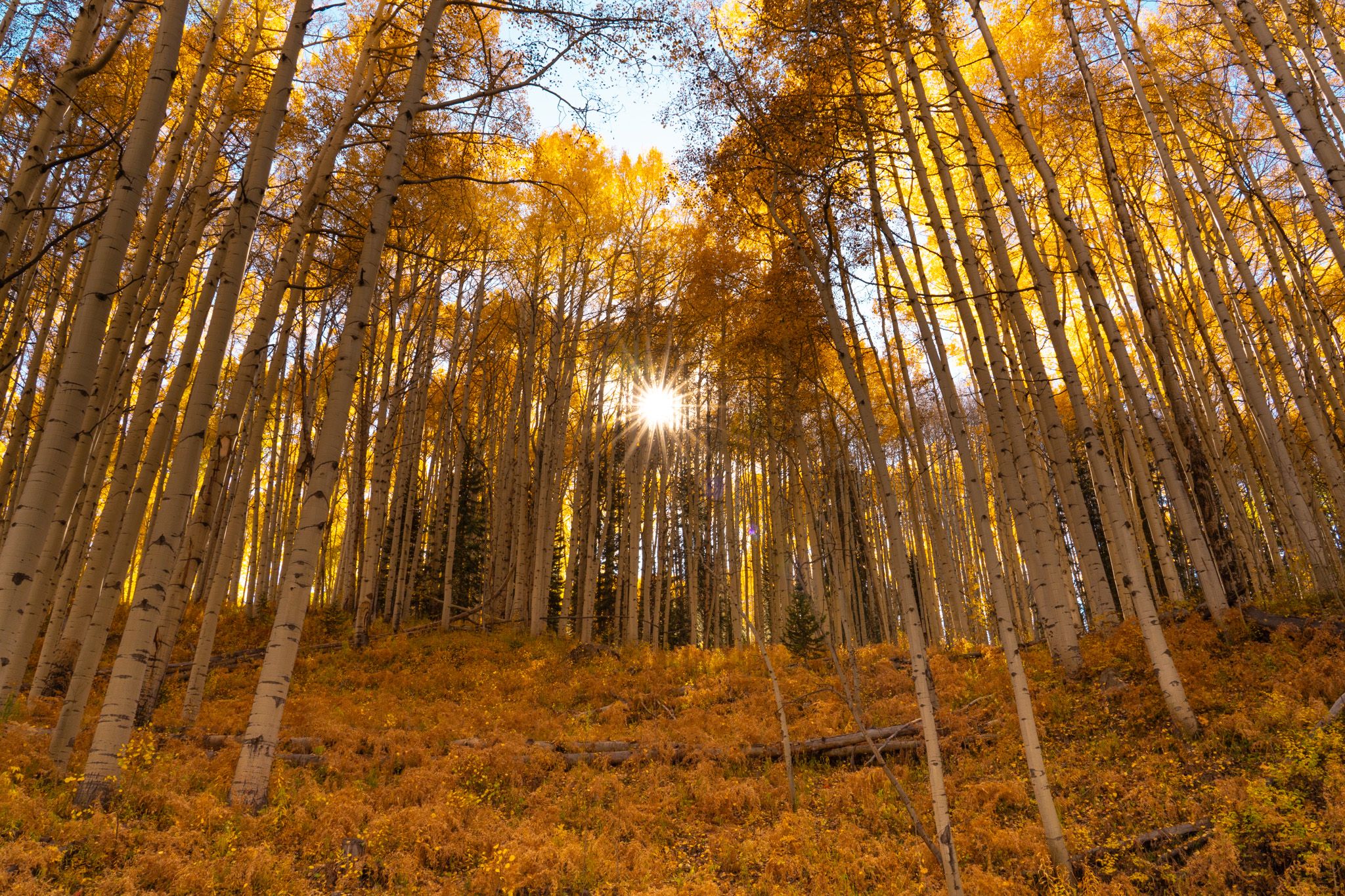 Golden Sunset