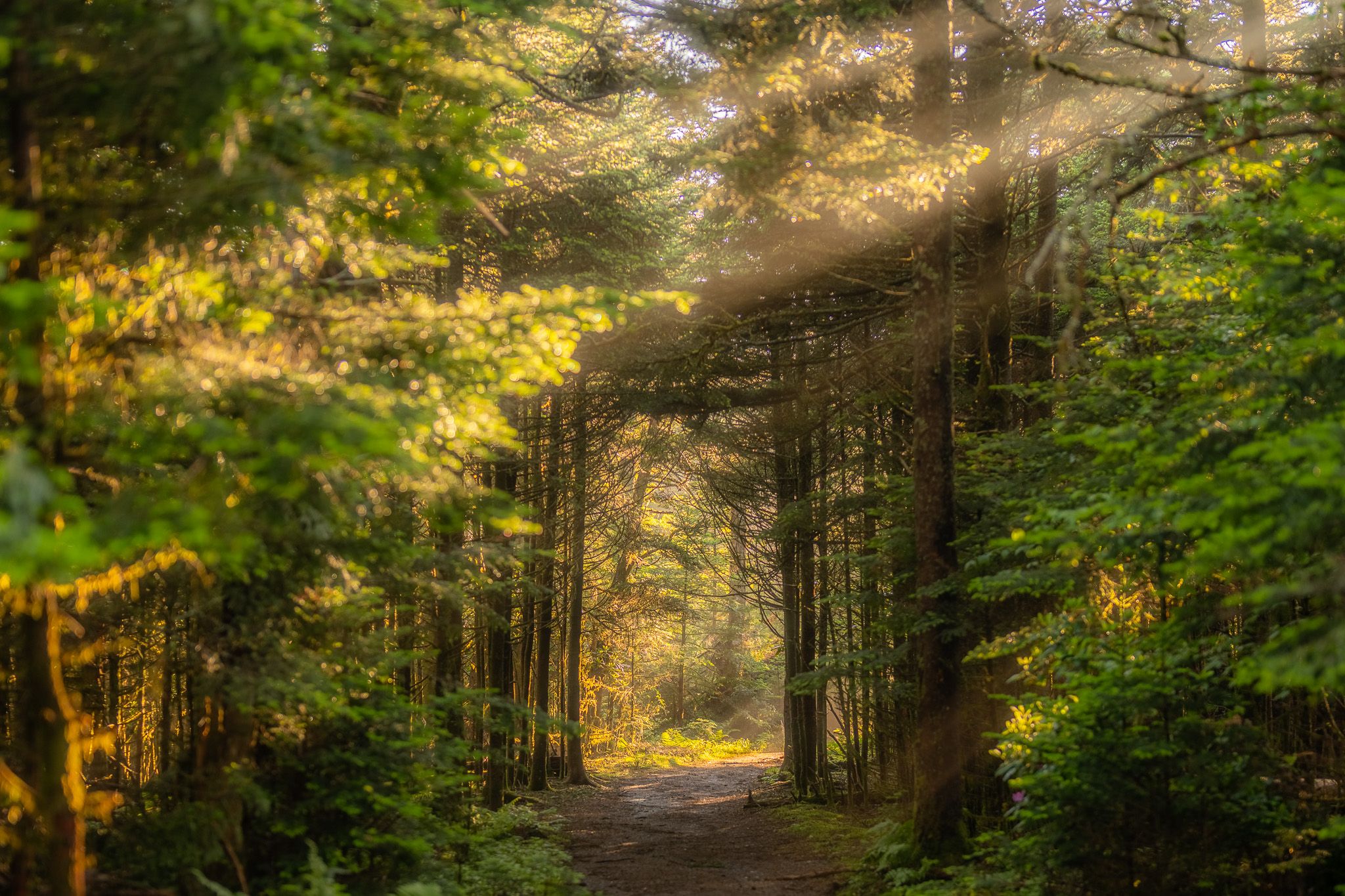 Carvers Gap #3