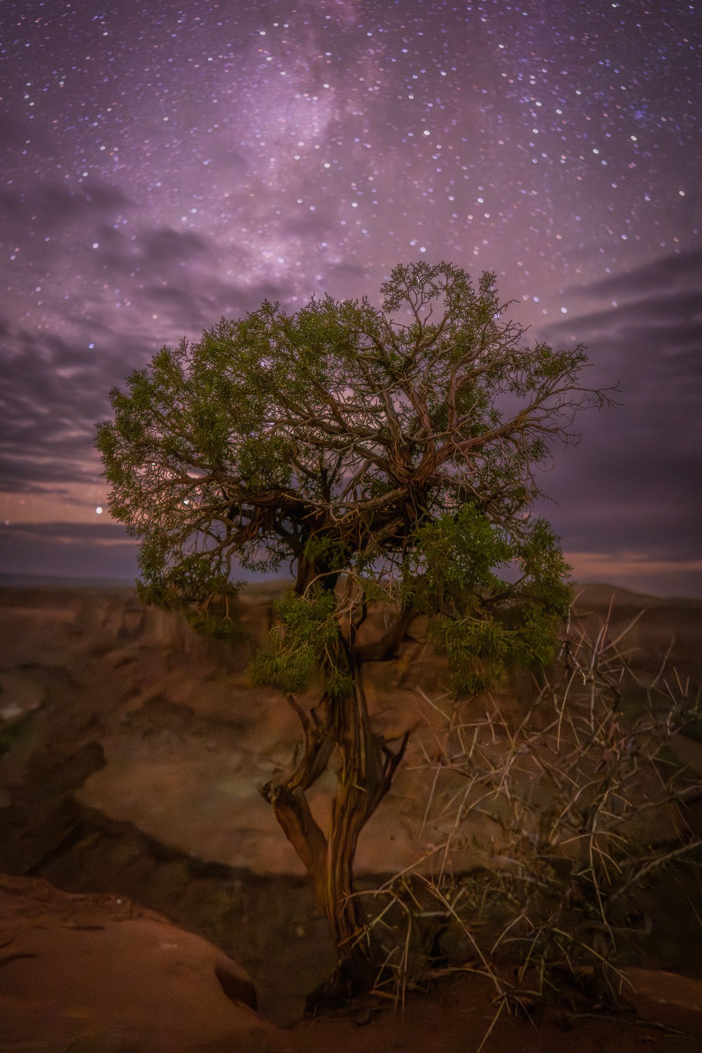 Juniper at the Canyon