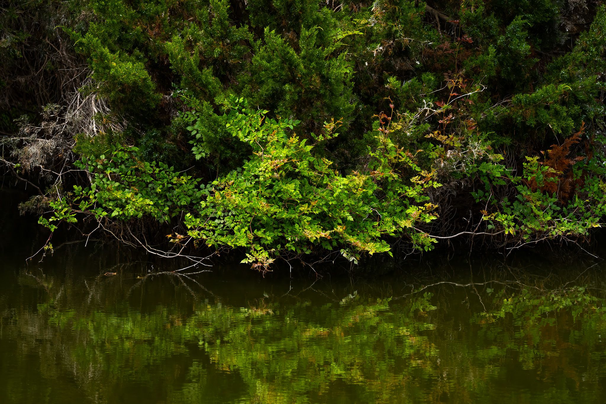 Bald Head Island - Inland #1