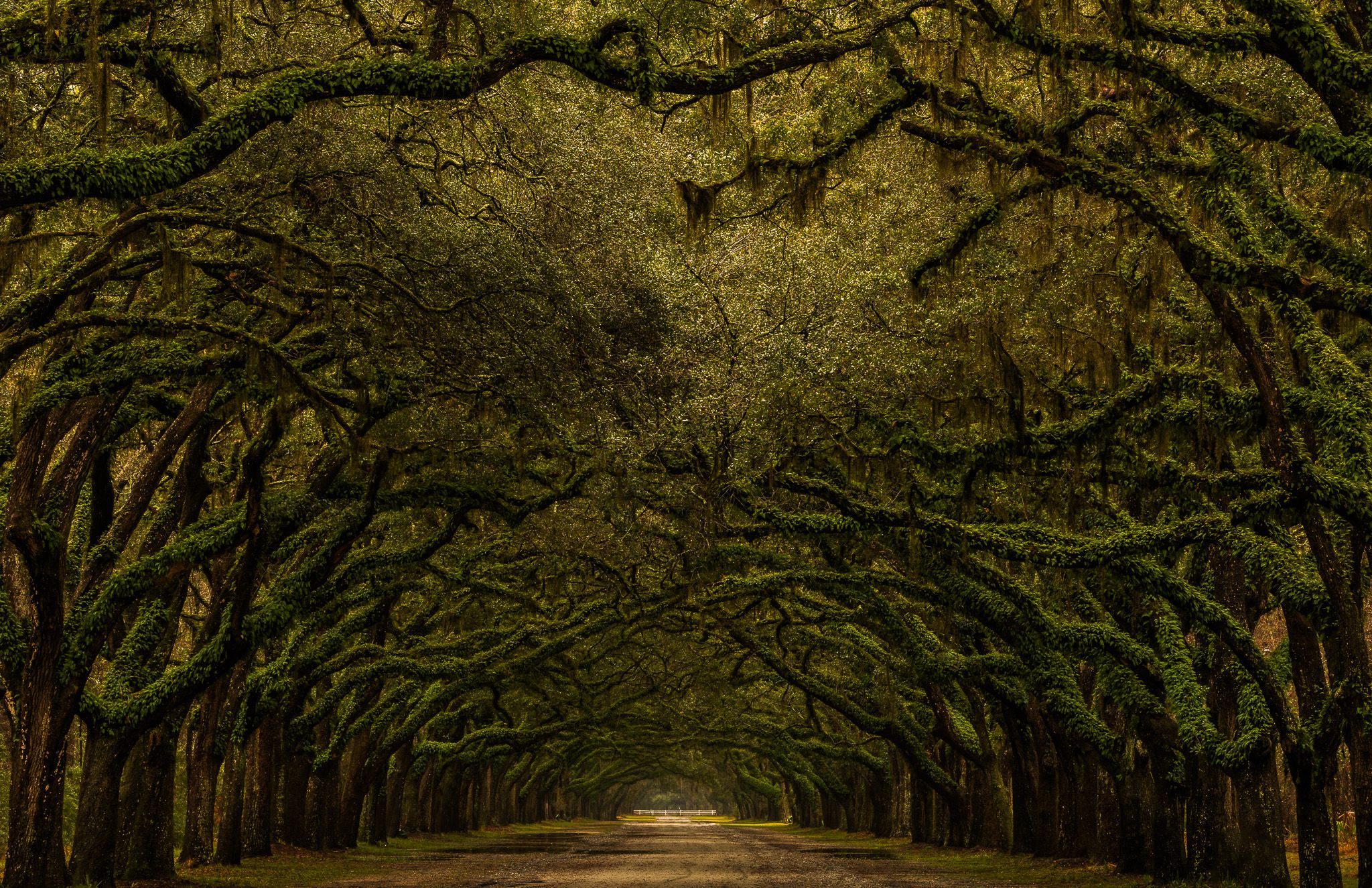Wormsloe