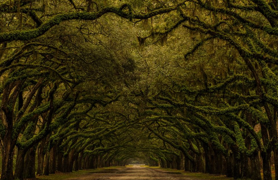 Wormsloe Plantation Oak Arch