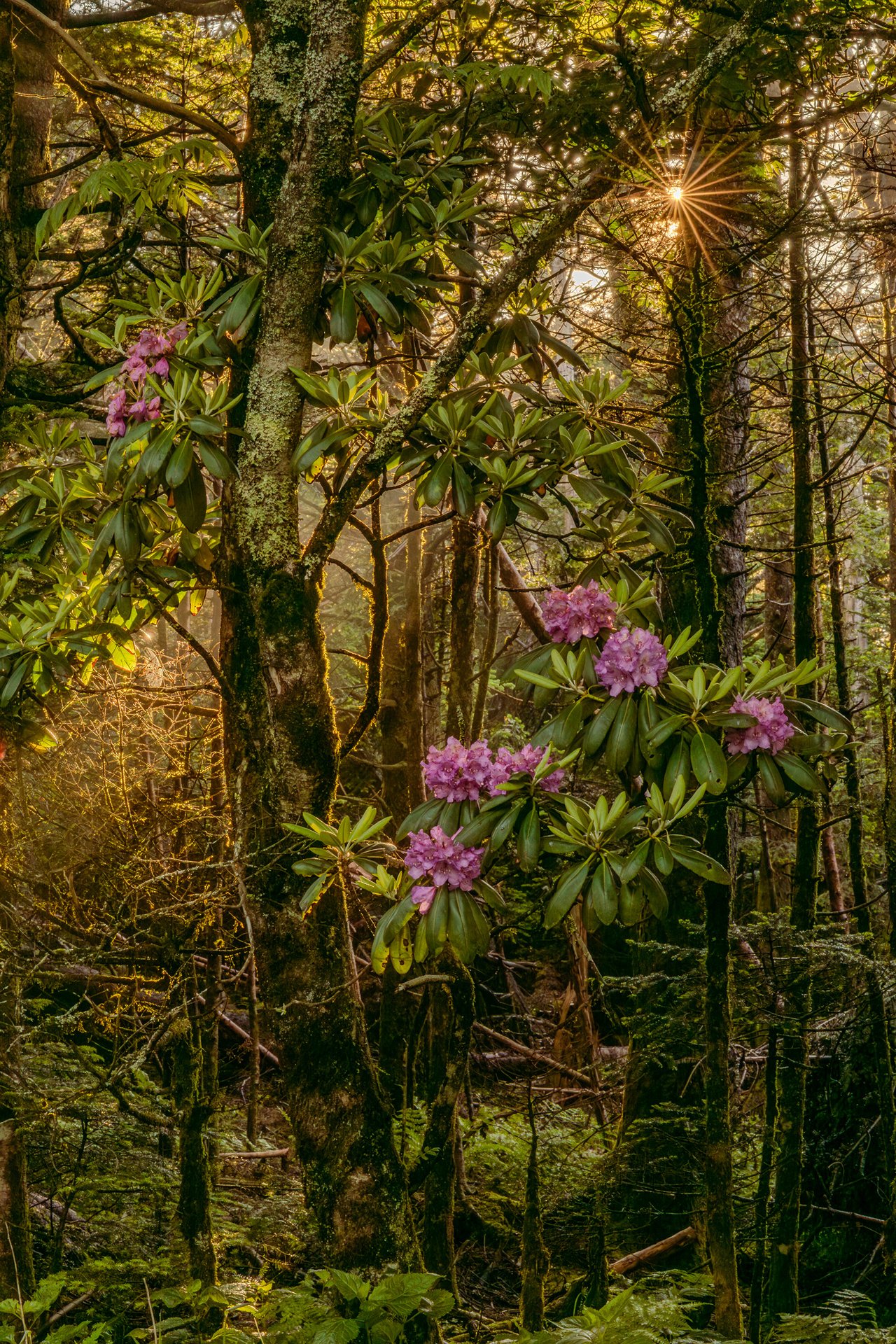 Blooming rhododendrons with pink flower clusters grow among moss-covered trees in a forest, a sunstar bursting through the canopy above.