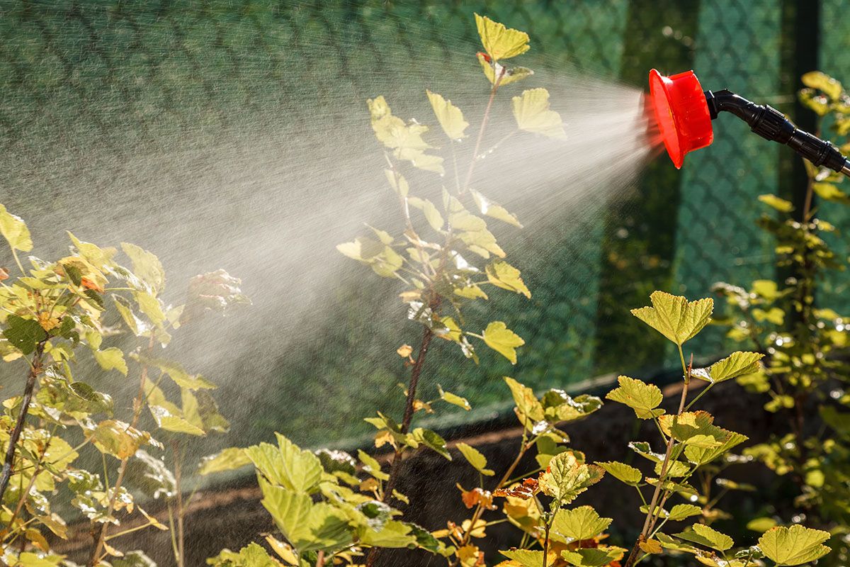Weed Control