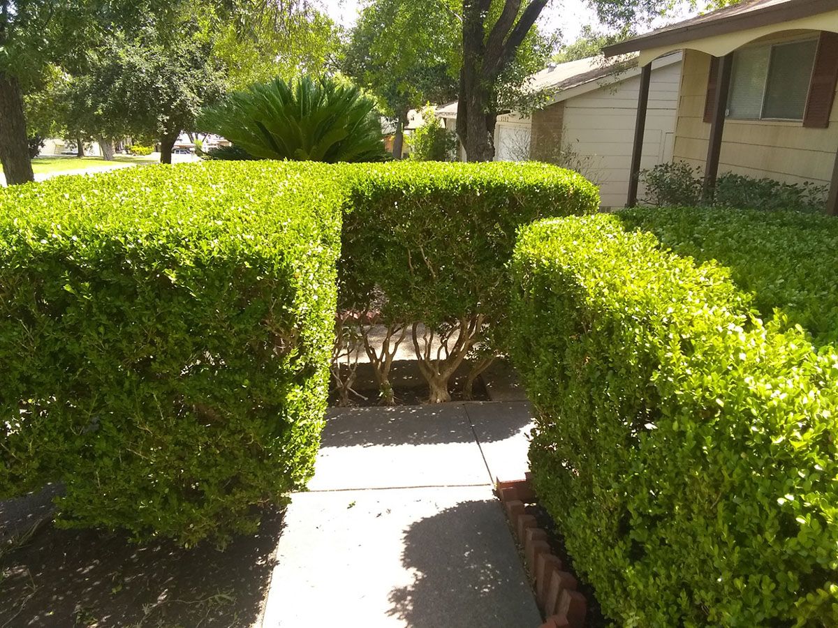 DIY or Professional Lawn Care? Making the Right Choice for Your Outdoor Space