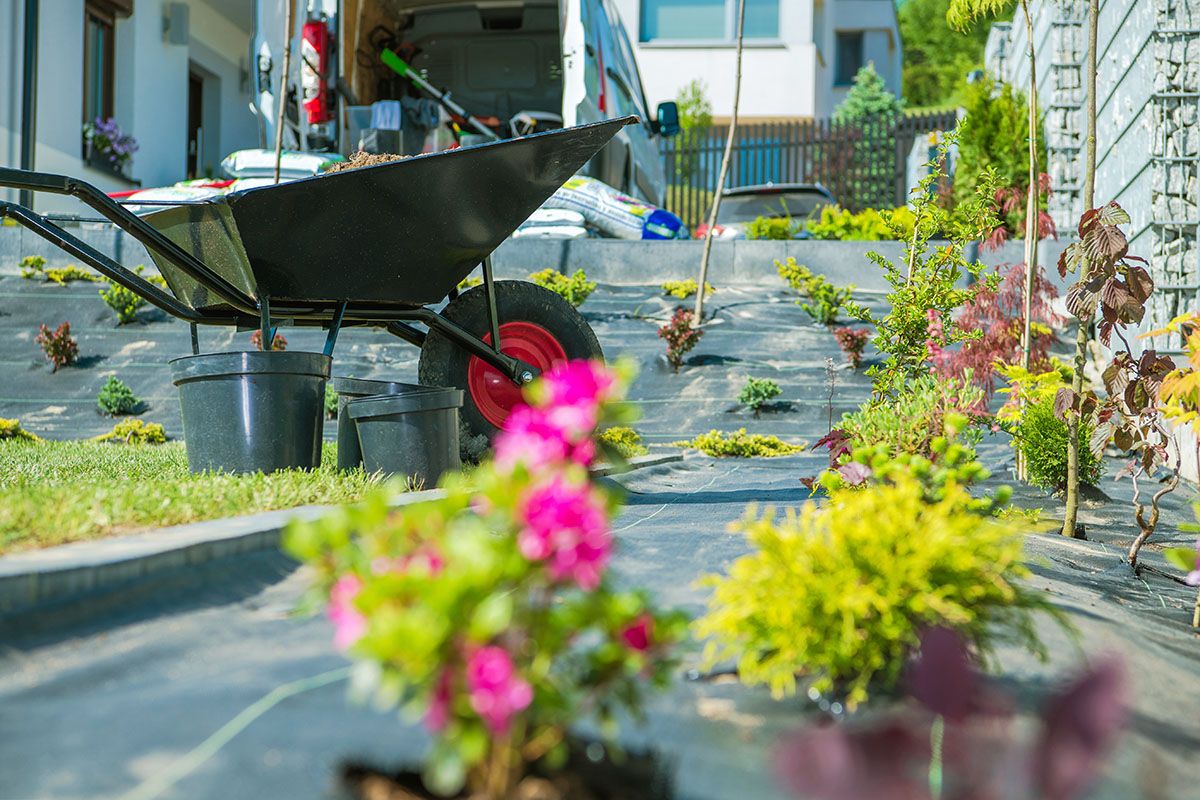 Yard Cleanup