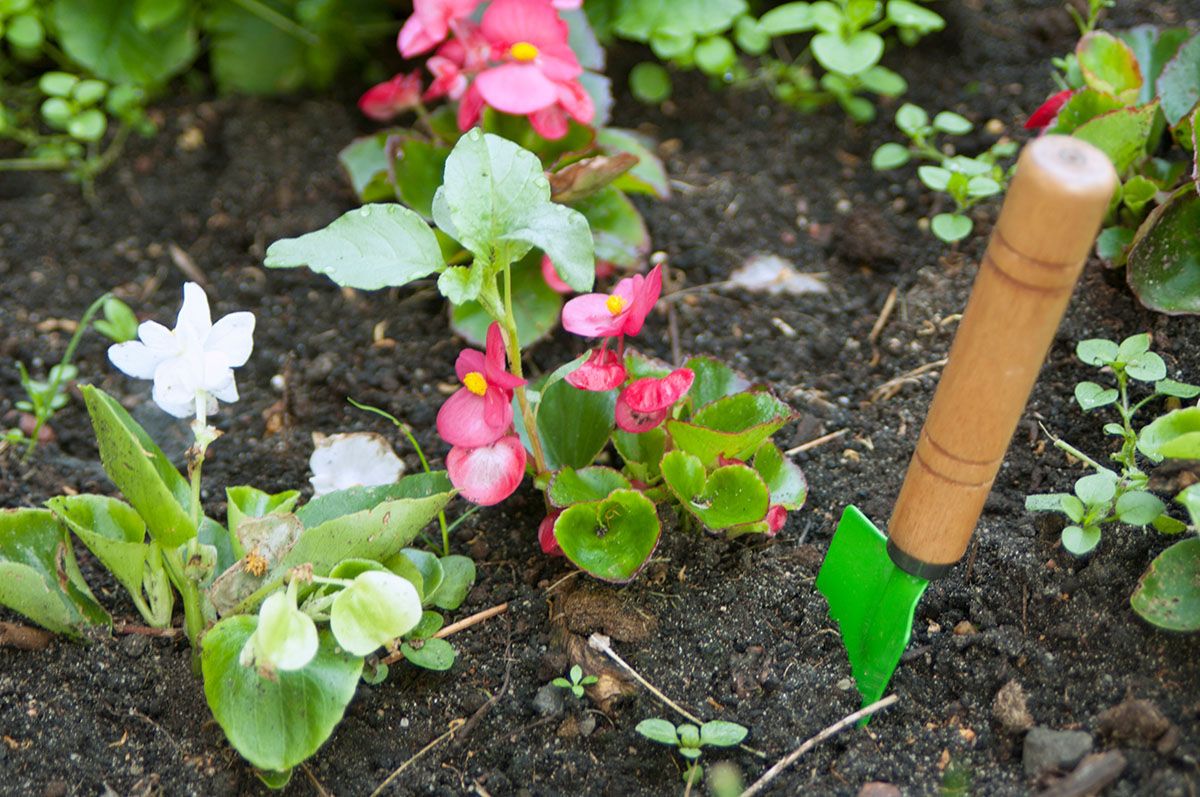 Flowerbed Weeding