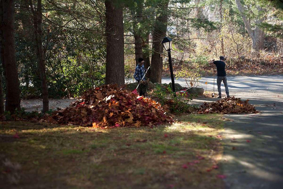 Leaf Cleanup