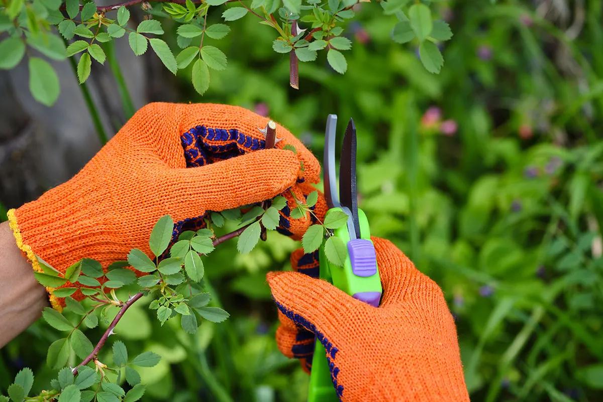 Bush Trimming