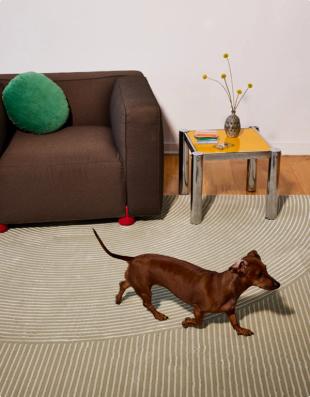Dachshund walking across a washable rug in a living room