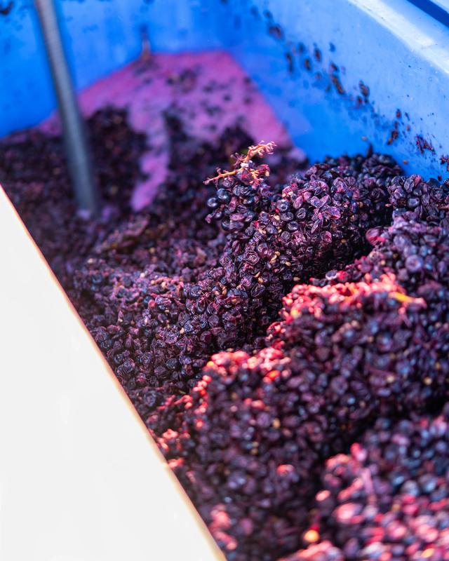Library Wine: Pinot Noir 'Tradition' 2017