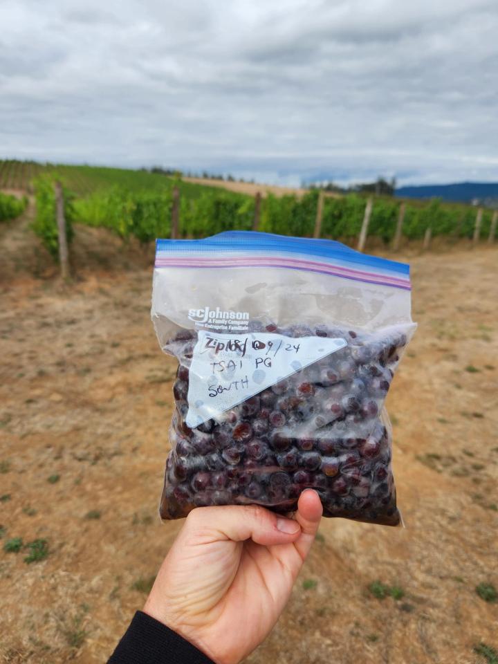 Grape sampling