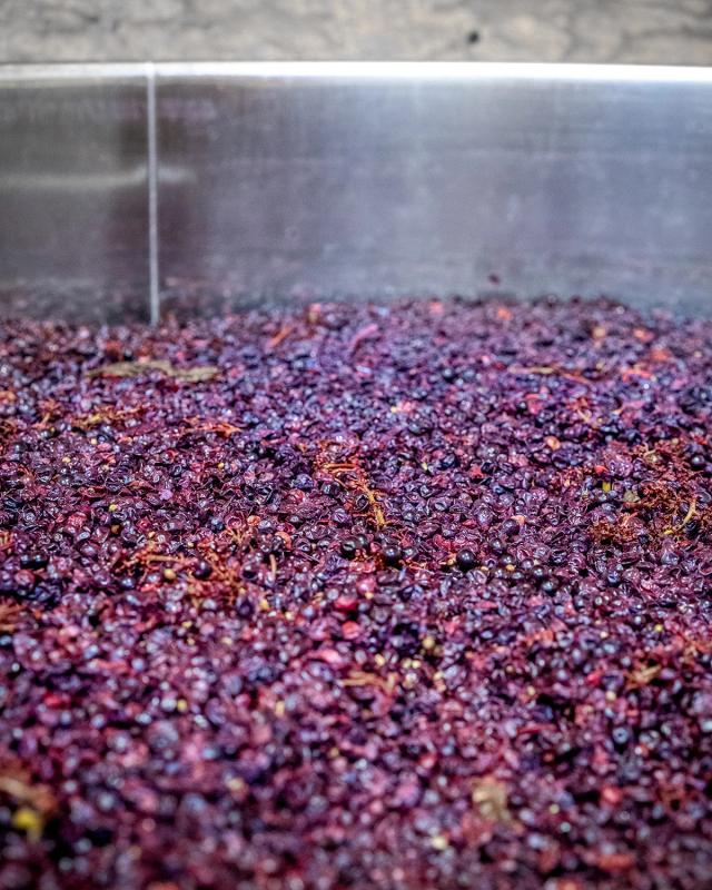 Cabernet Franc 'Artist' 2022
