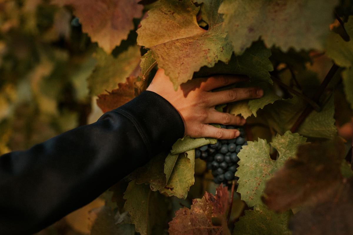 A hand cradles a ripe cluster of grapes on the vine in the Roche vineyard