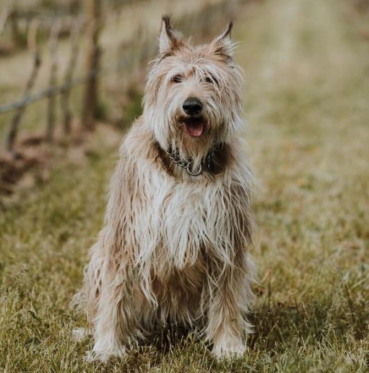 Oka the winery dog